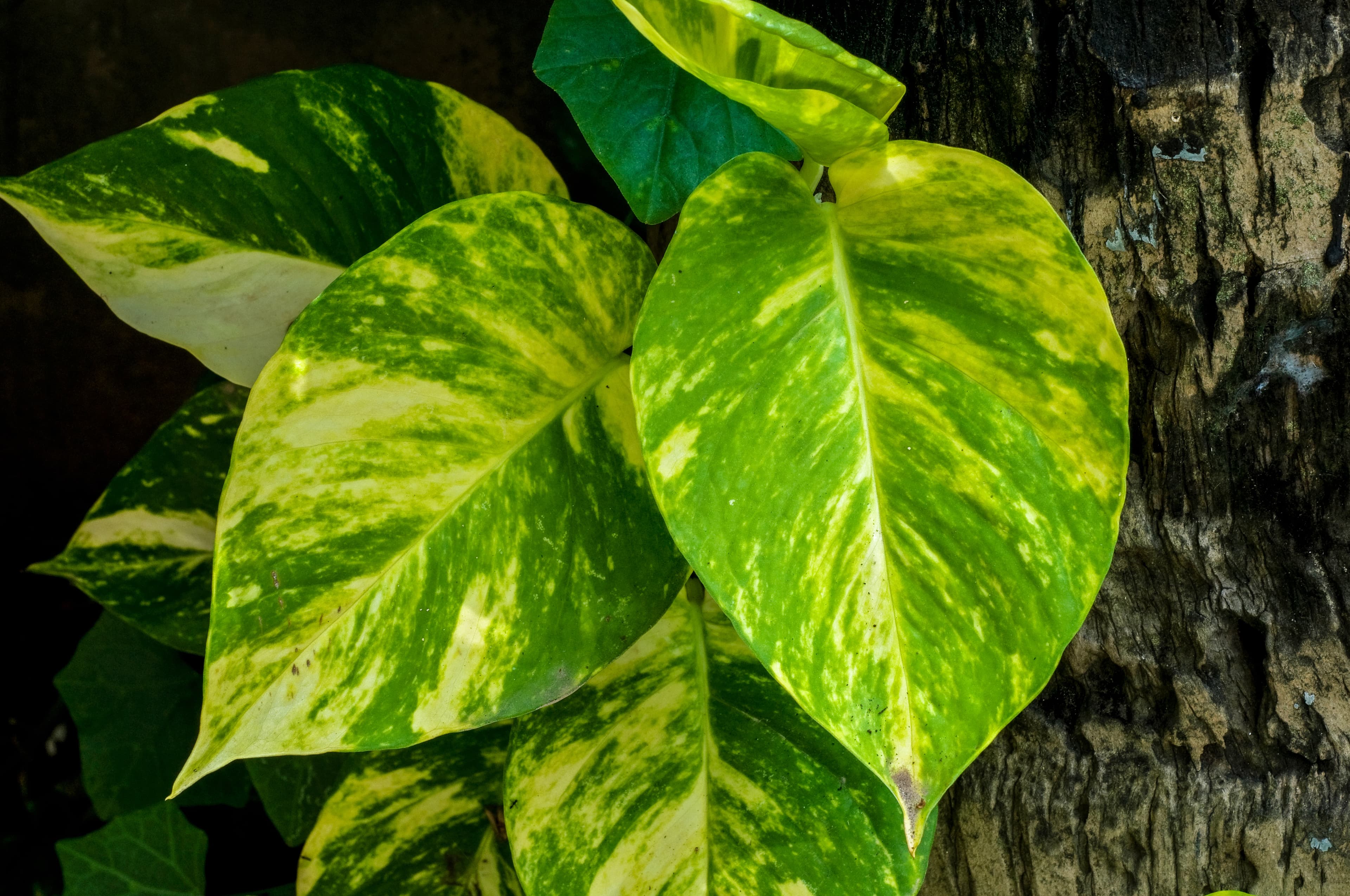 Illustration of Golden Pothos