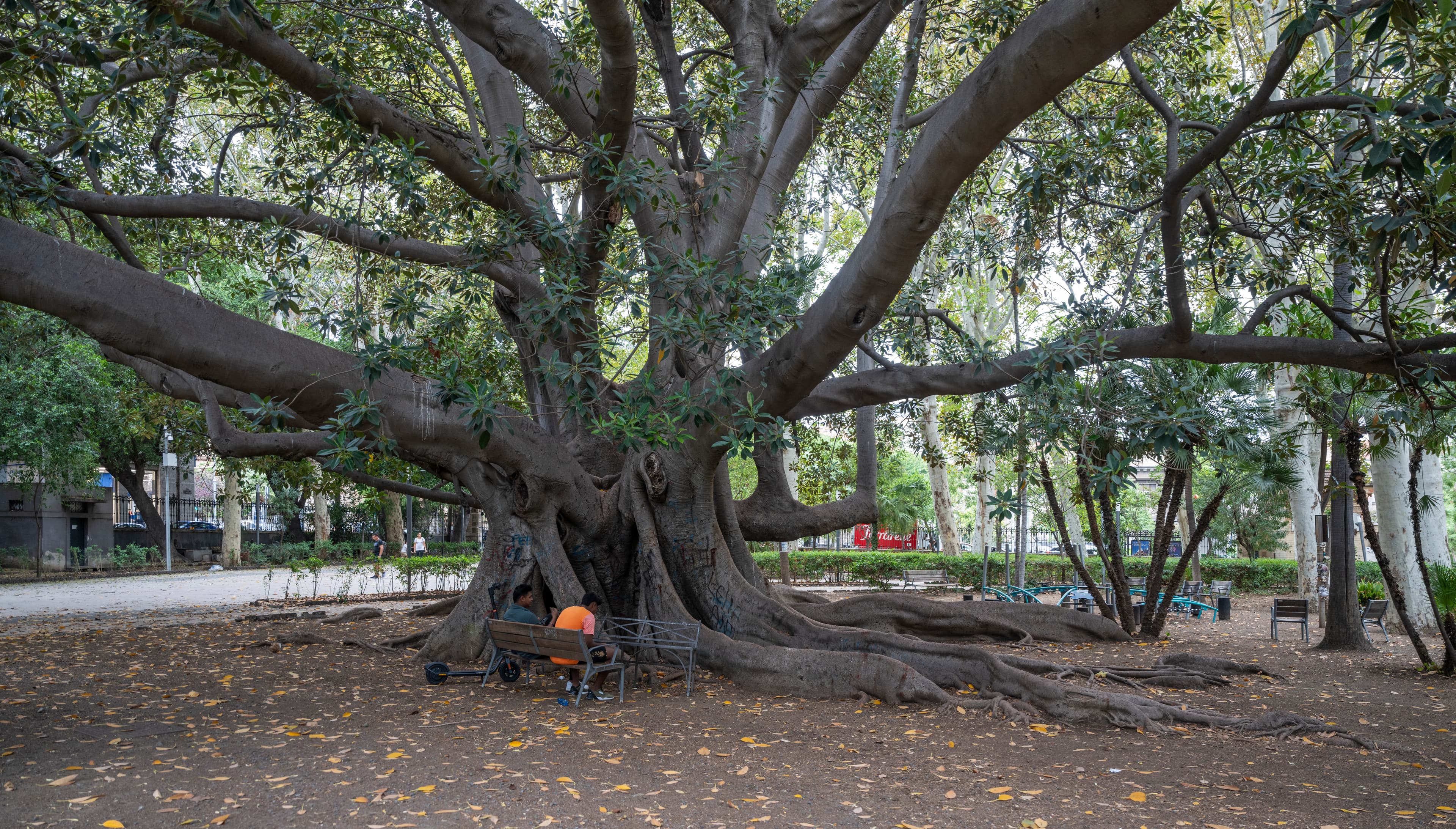 Gallery, India Rubber Plant