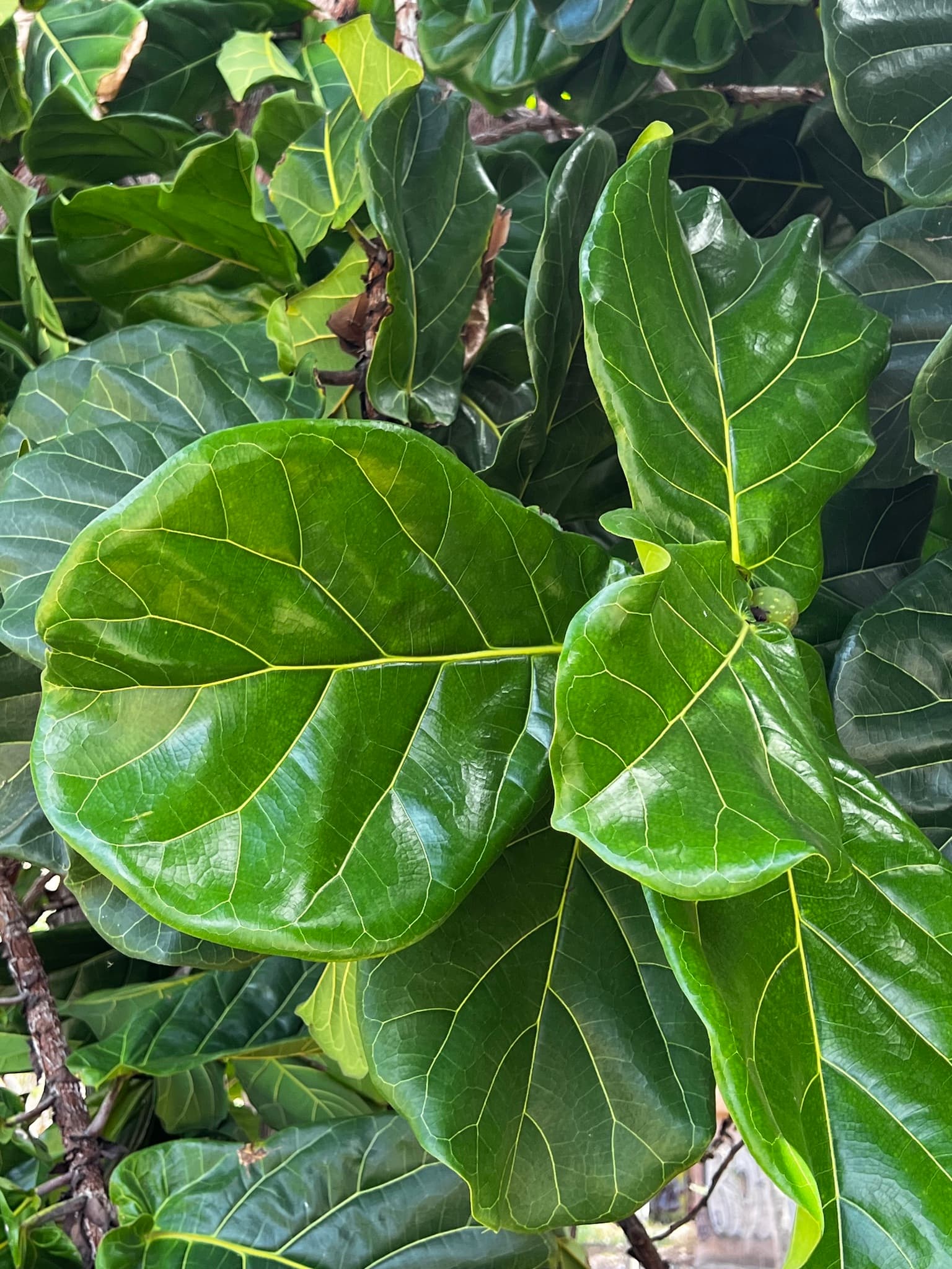 Gallery, Fiddleleaf Fig