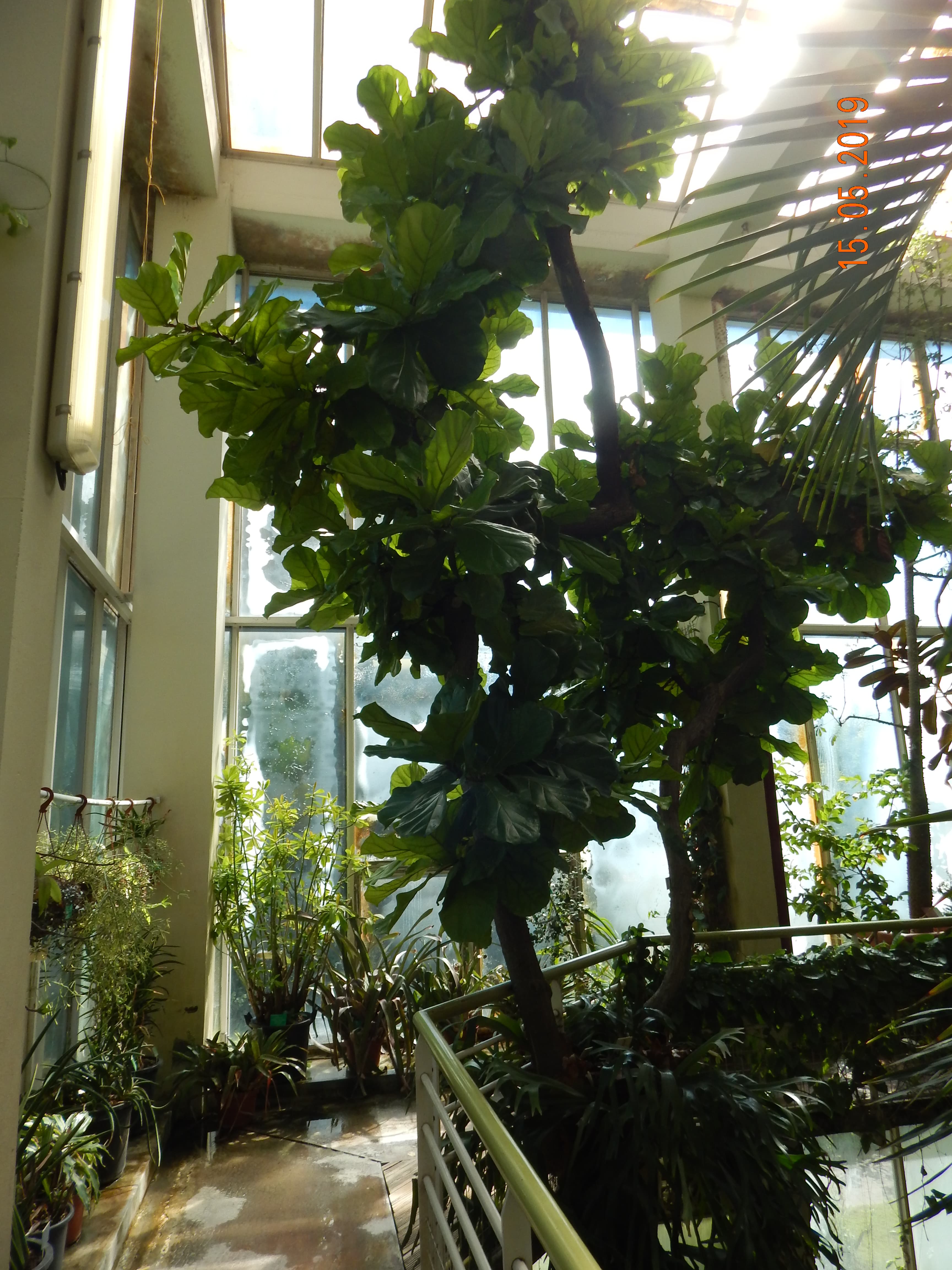 Illustration of Fiddleleaf Fig