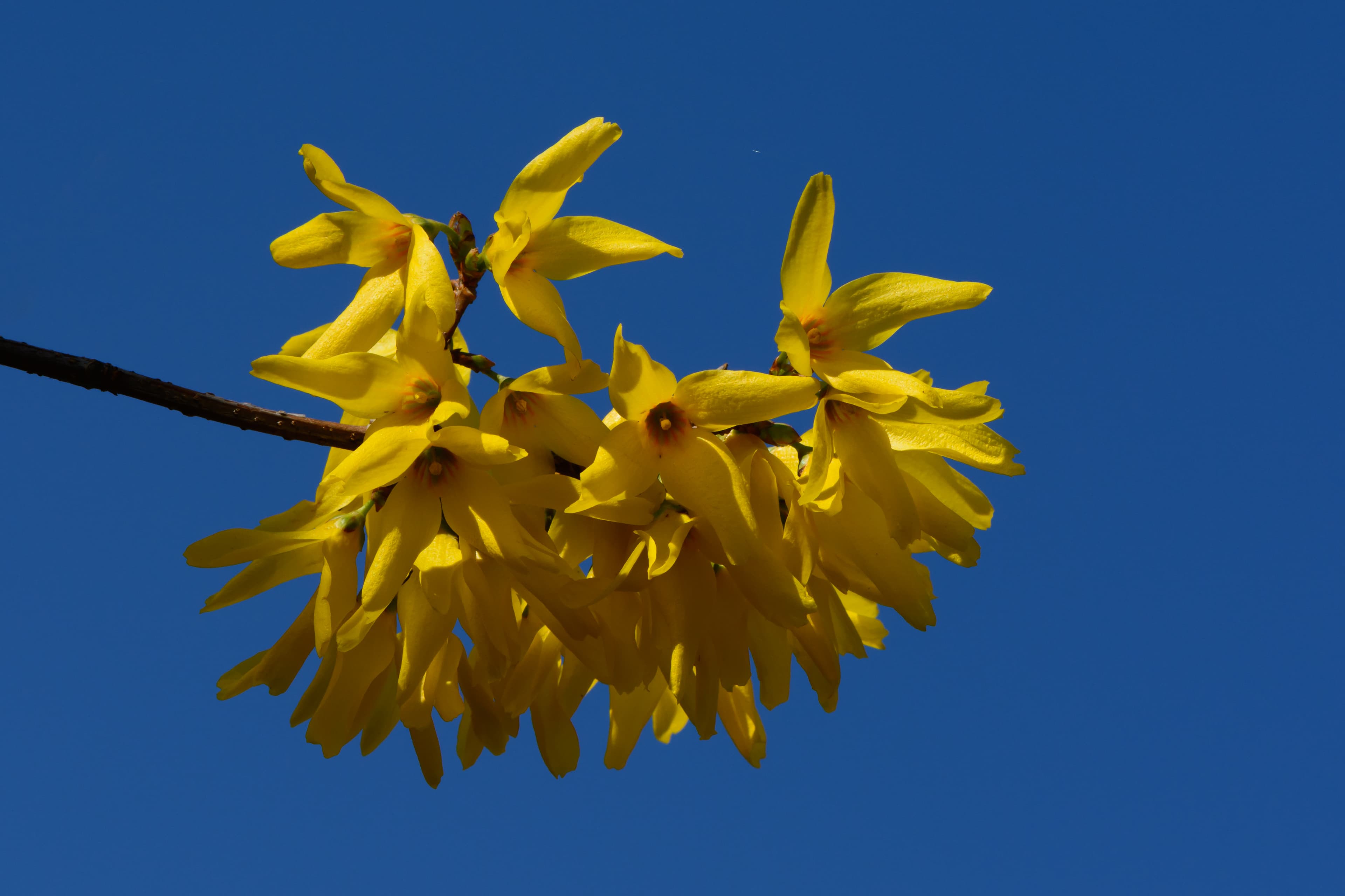 Bloom, Border Forsythia
