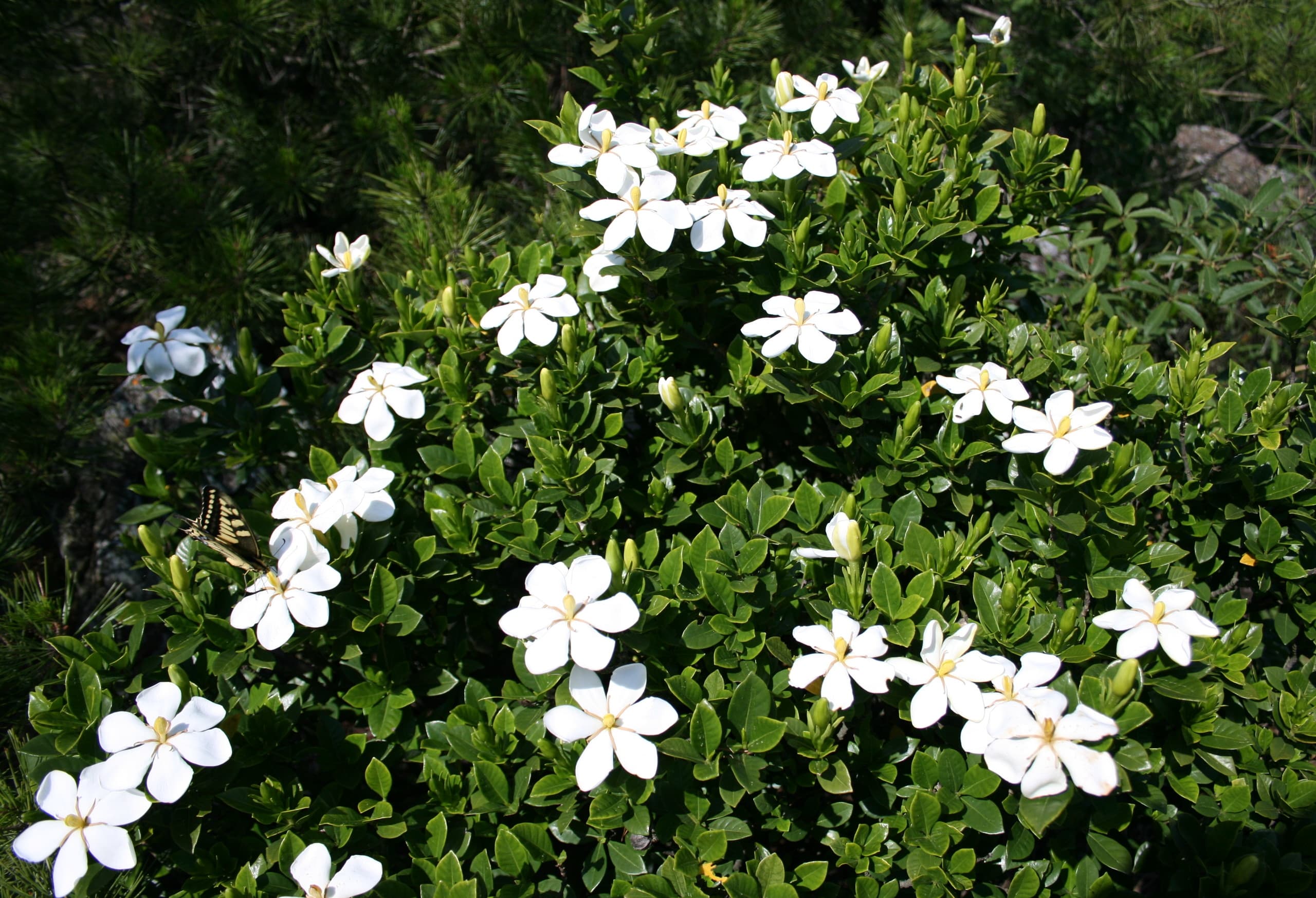Bloom, Cape Jasmine