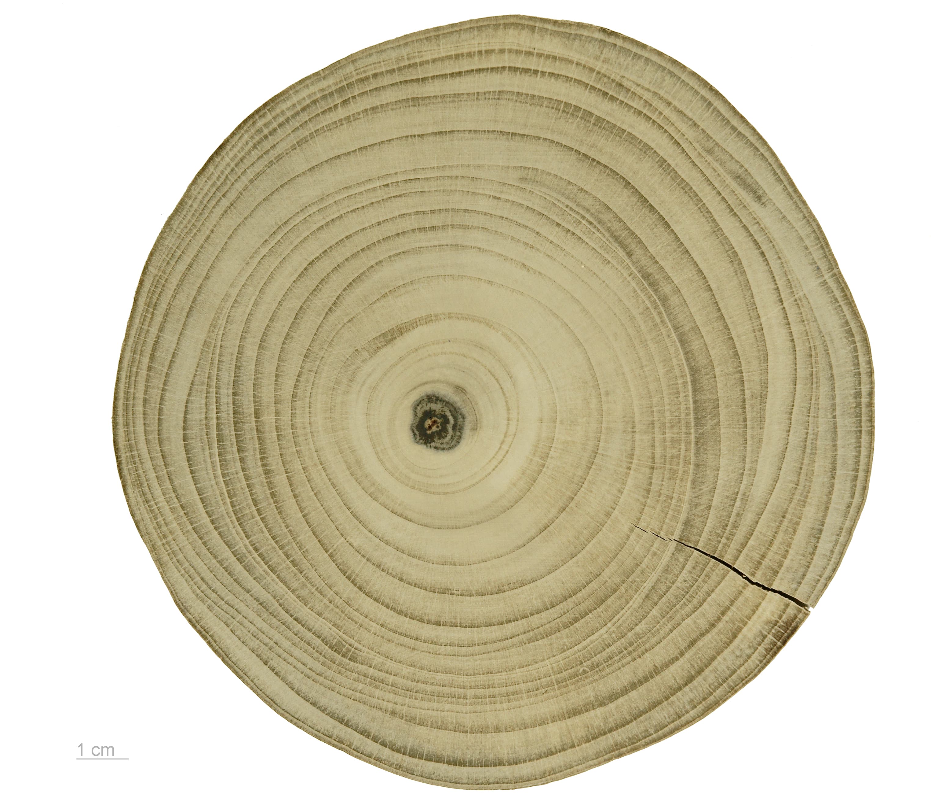 Gallery, Maidenhair Tree