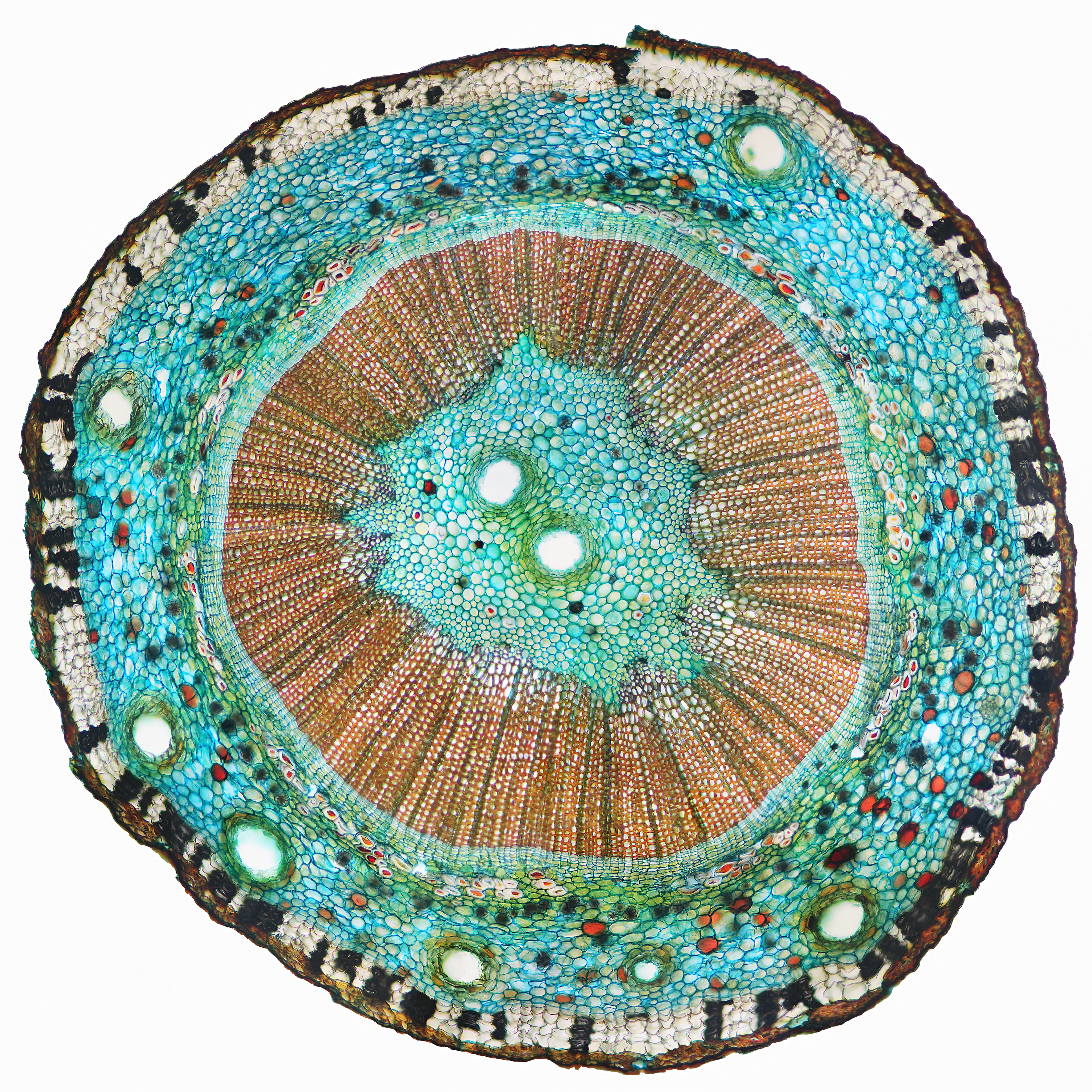 Bloom, Maidenhair Tree