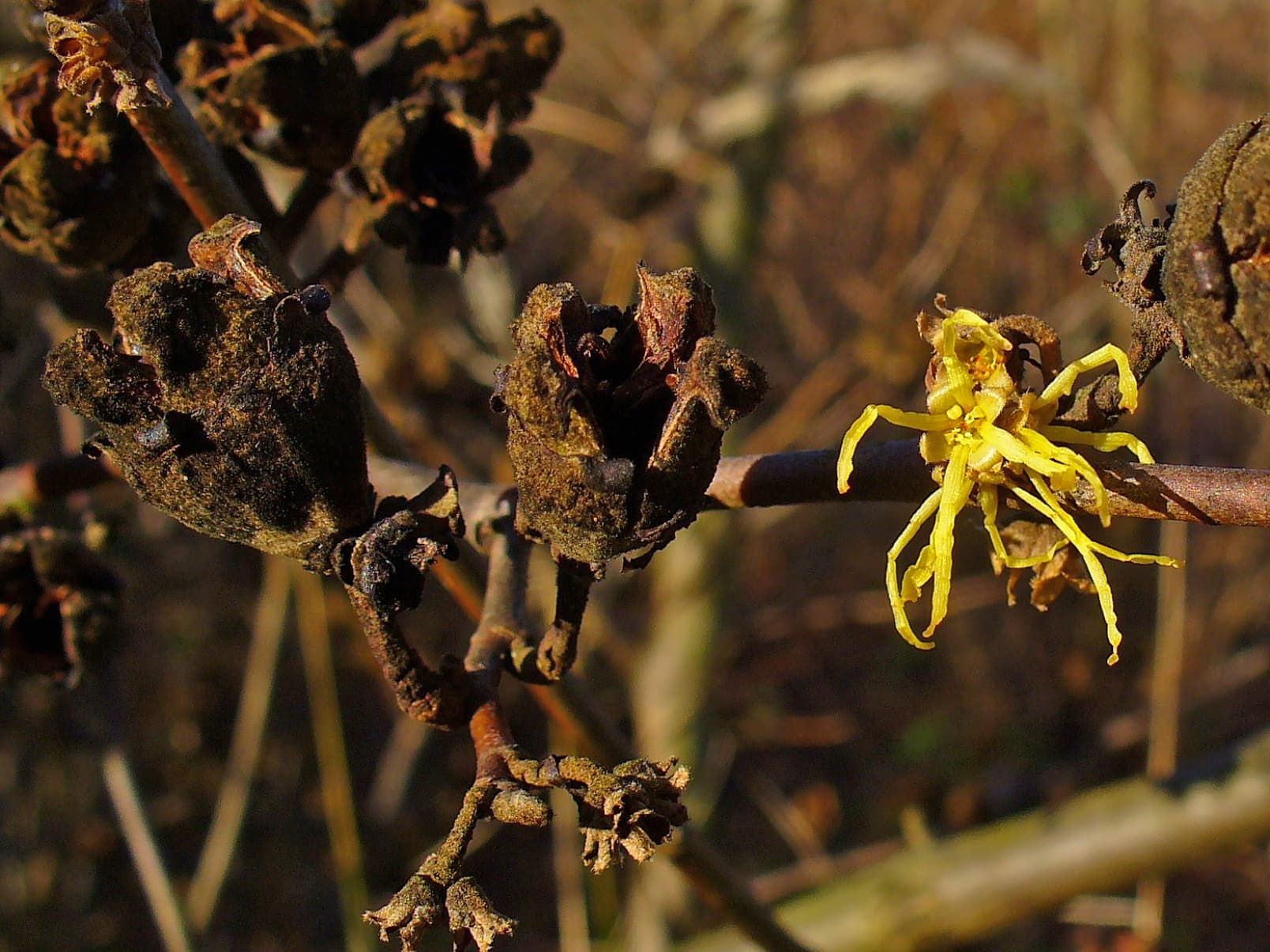 Illustration of American Witchhazel