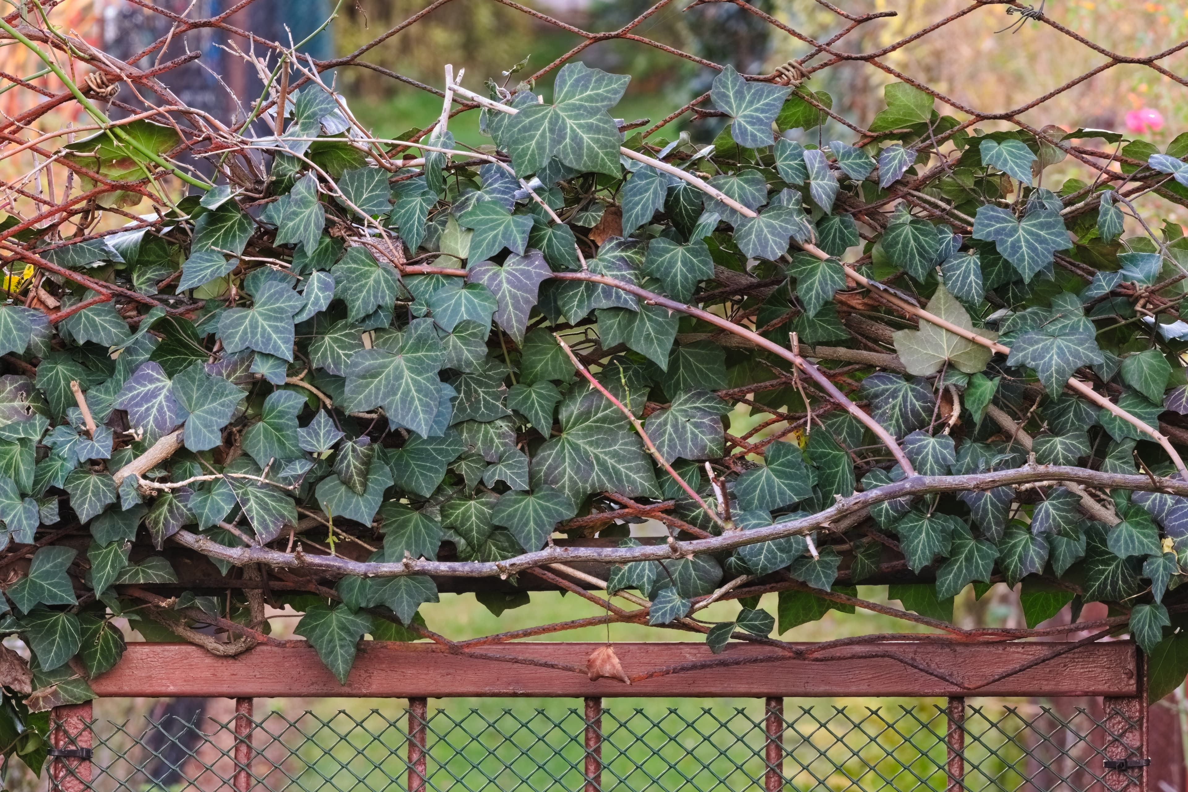 Gallery, English Ivy