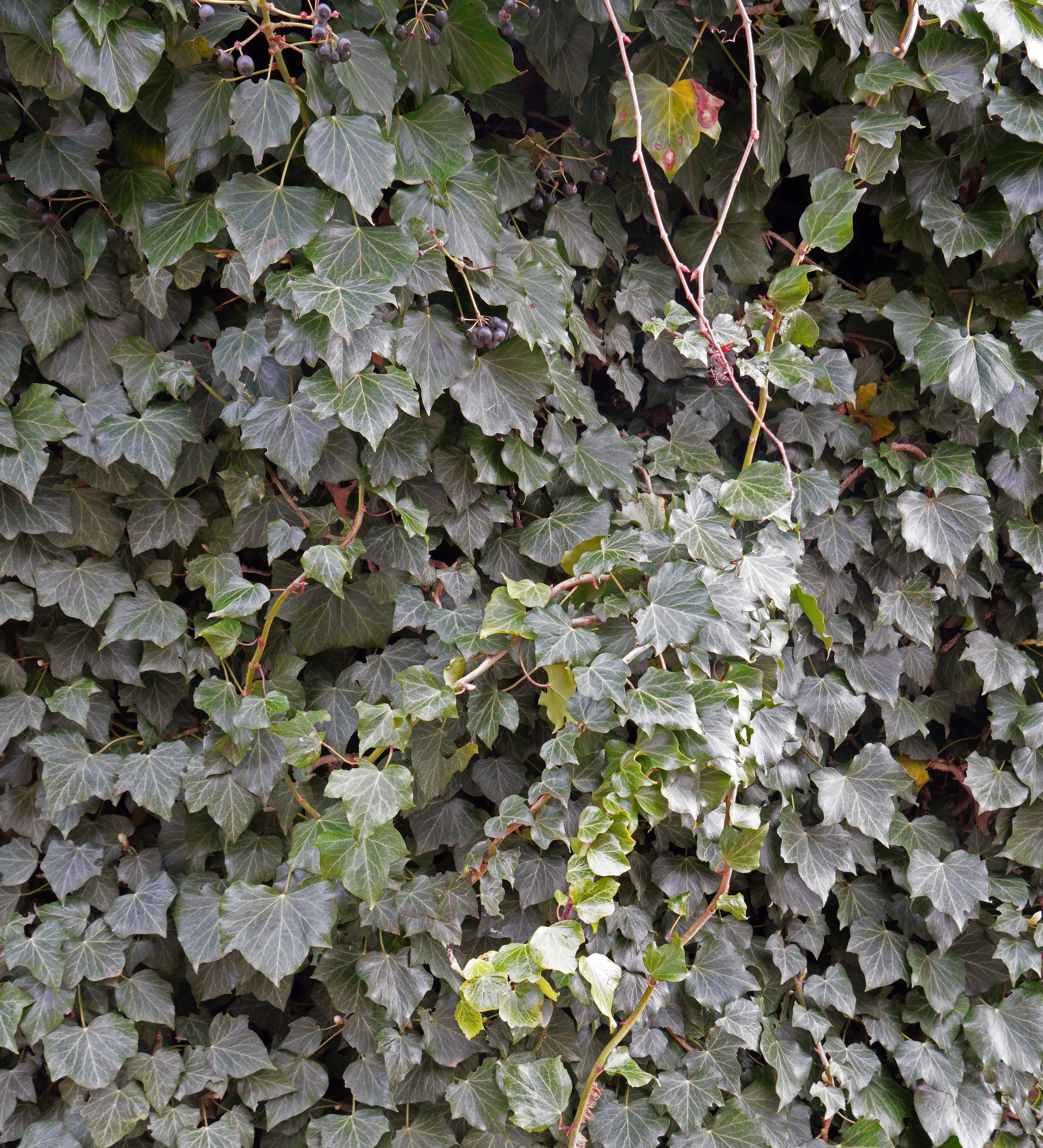 Gallery, English Ivy