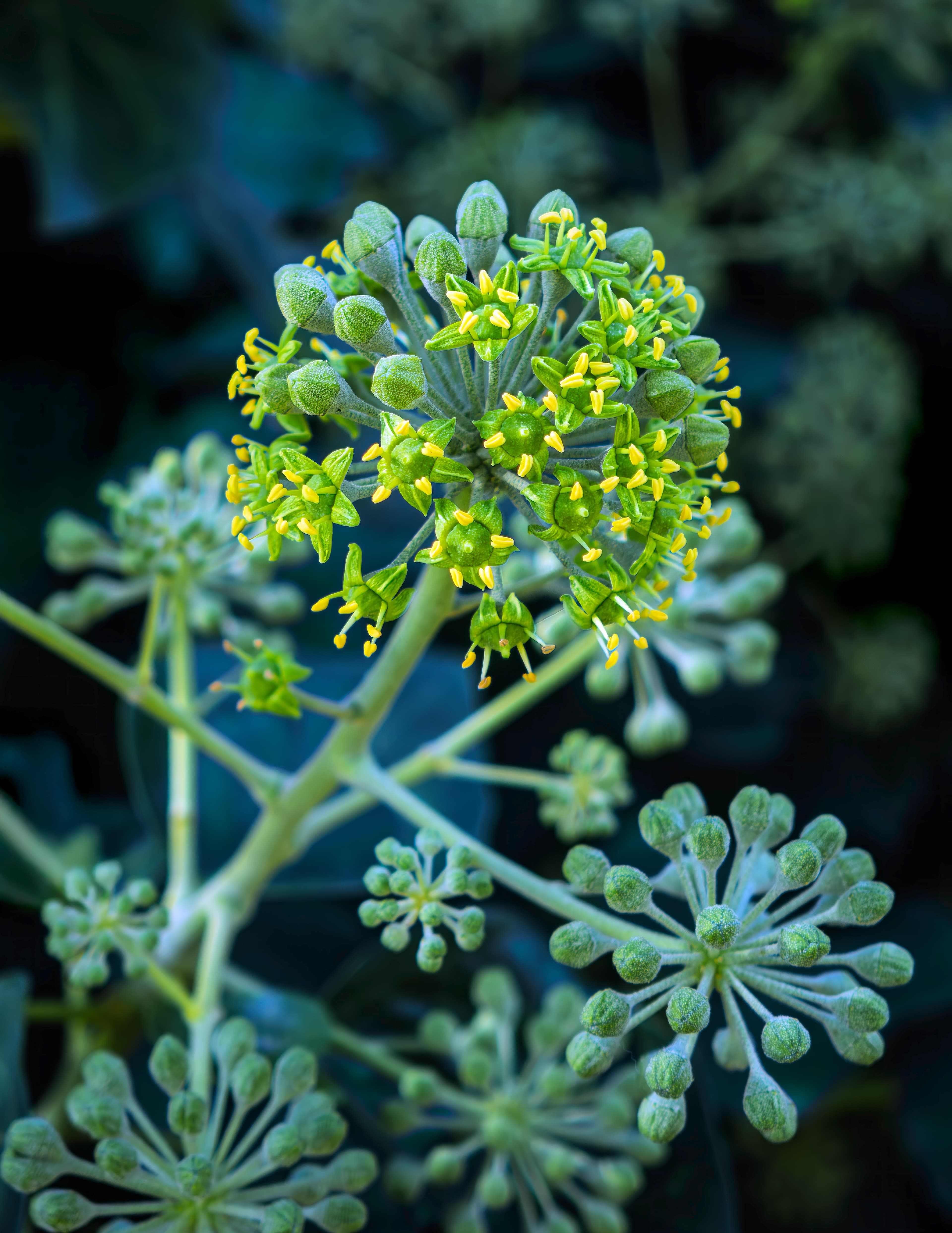 Botanical illustration of English Ivy