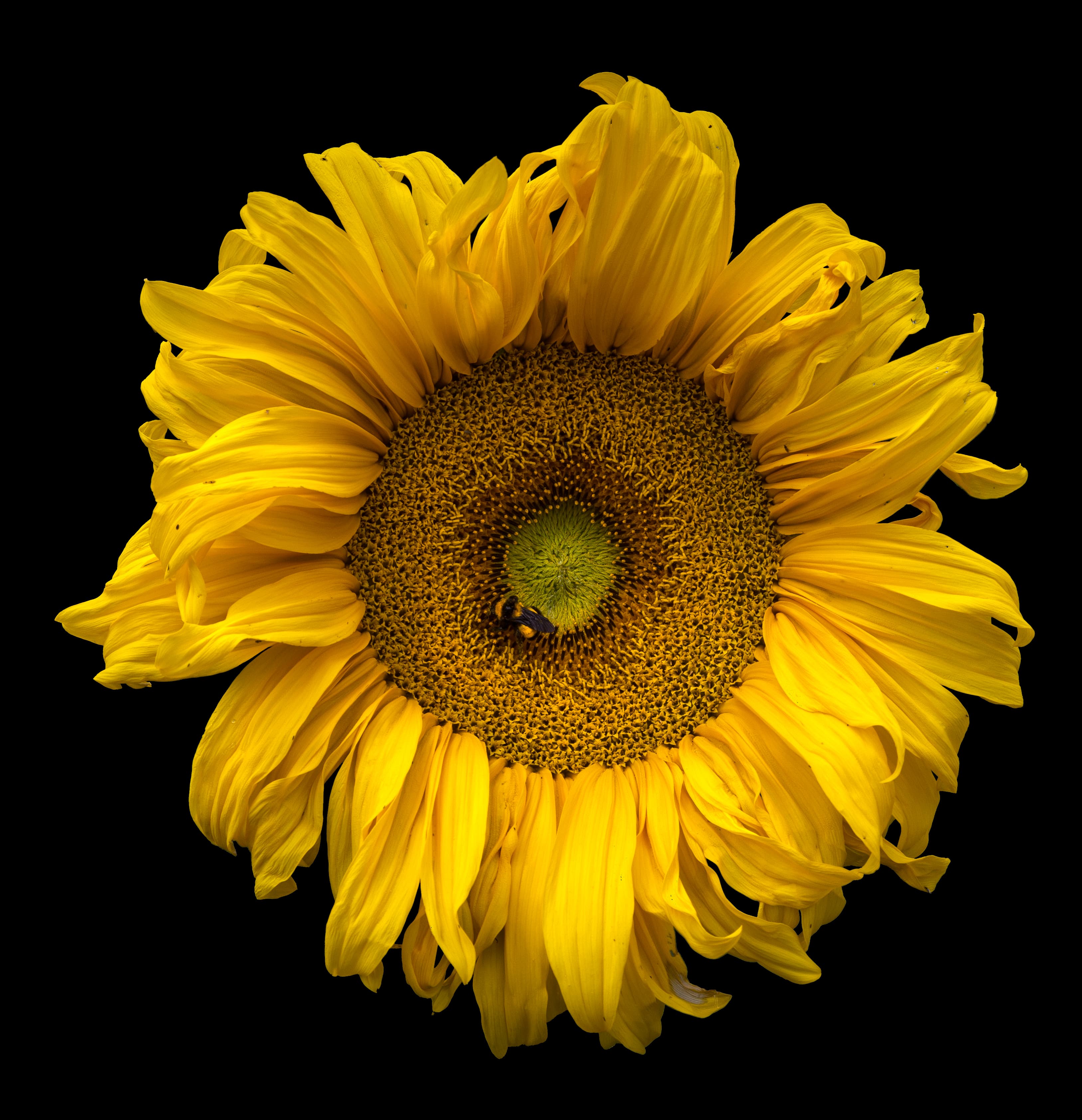 Gallery, Common Sunflower