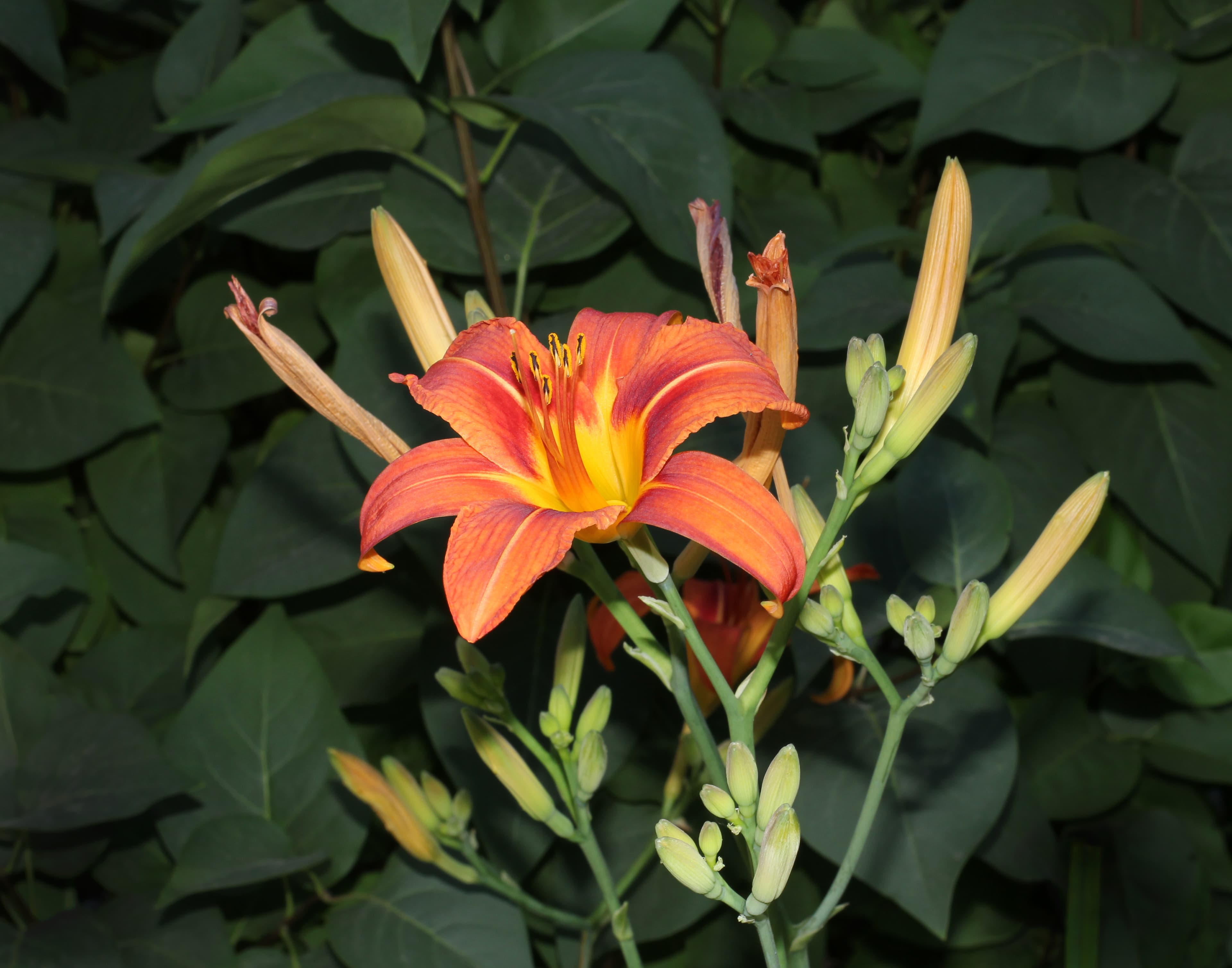 Bloom, Orange Daylily