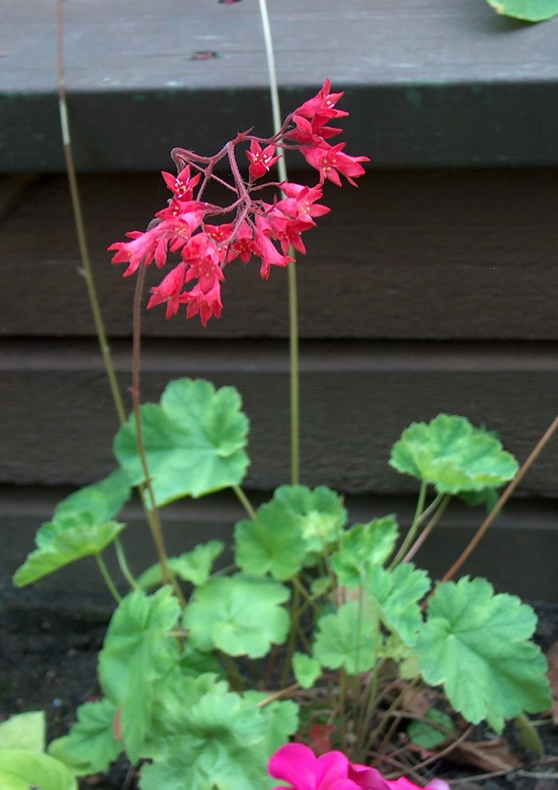 Bloom, Coralbells