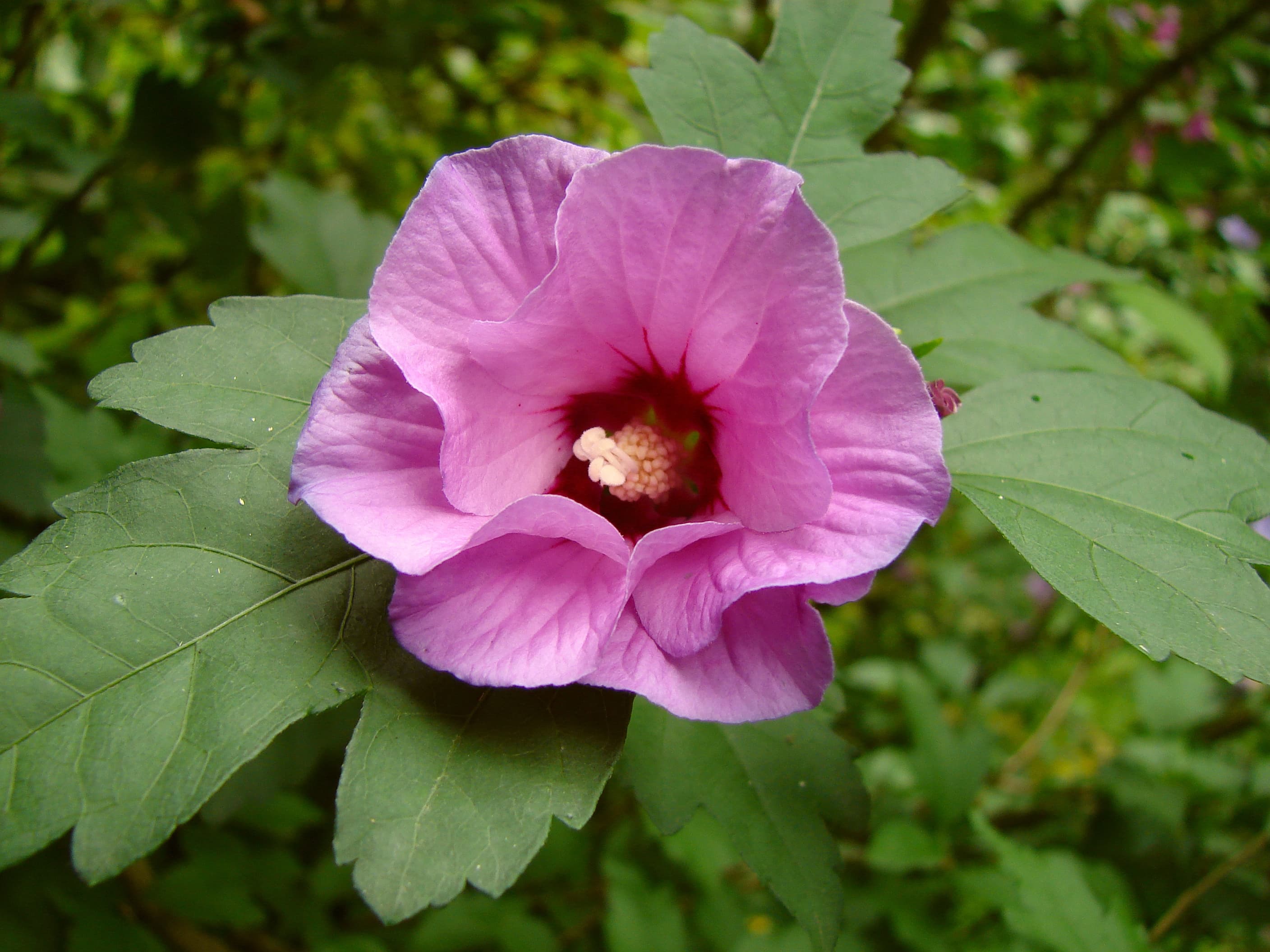 Gallery, Rose Of Sharon