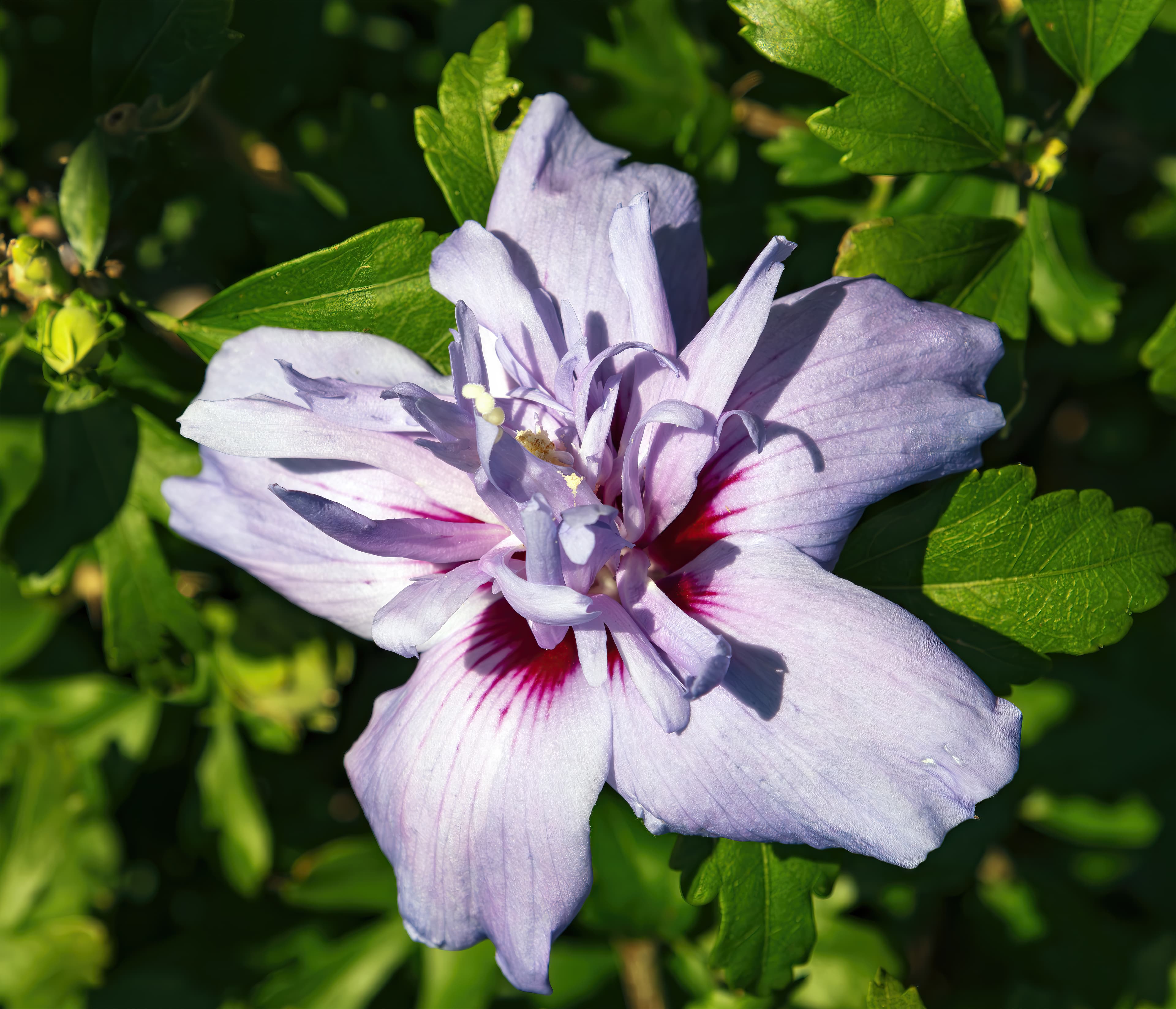 Gallery, Rose Of Sharon