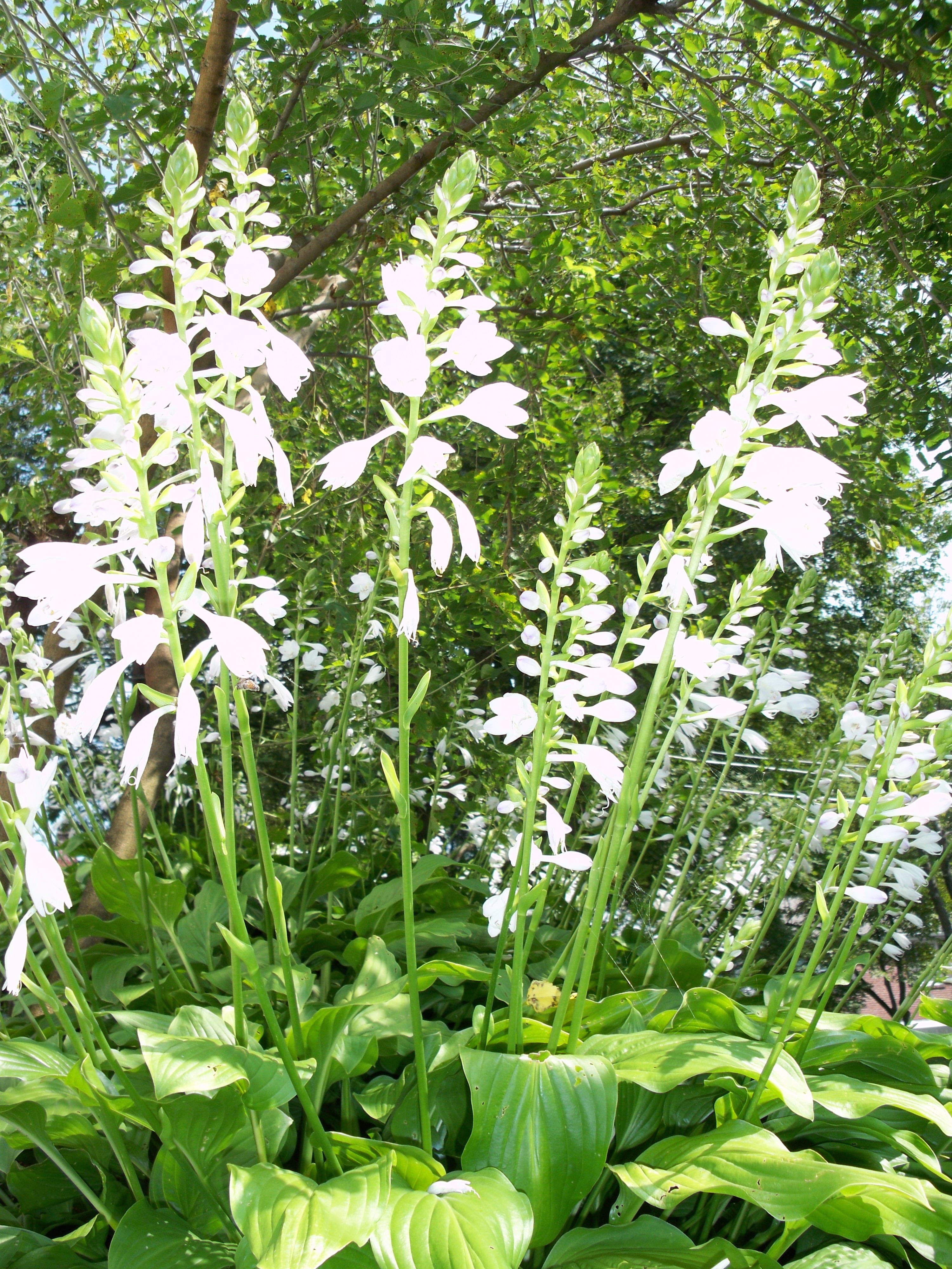Bloom, Fragrant Plantain Lily