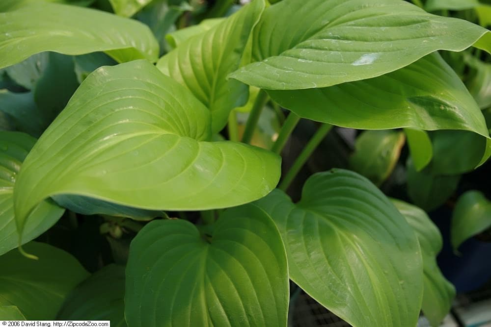 Gallery, Fragrant Plantain Lily