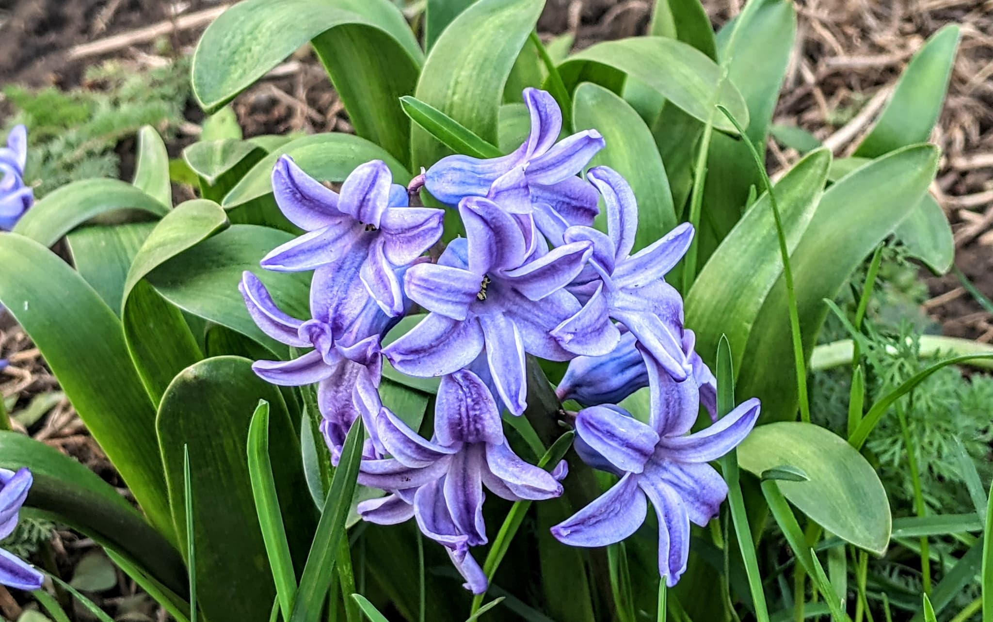 Gallery, Garden Hyacinth