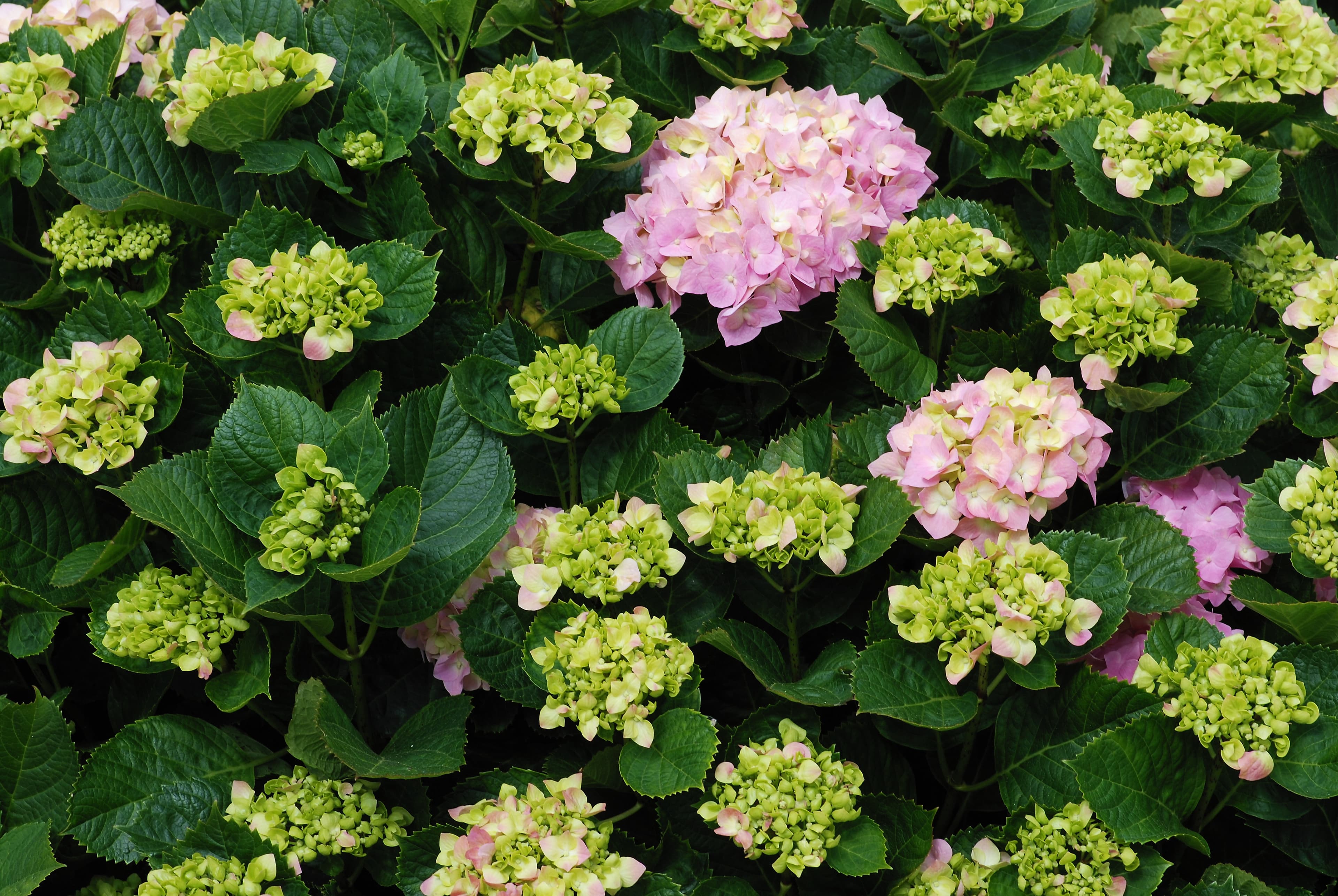 Gallery, Bigleaf Hydrangea