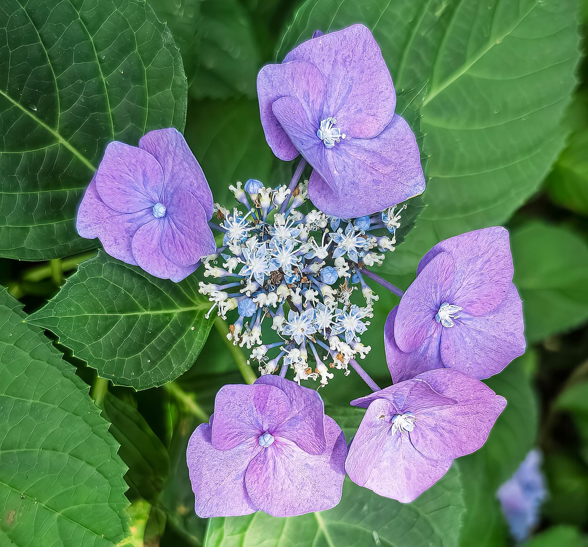 Gallery, Bigleaf Hydrangea