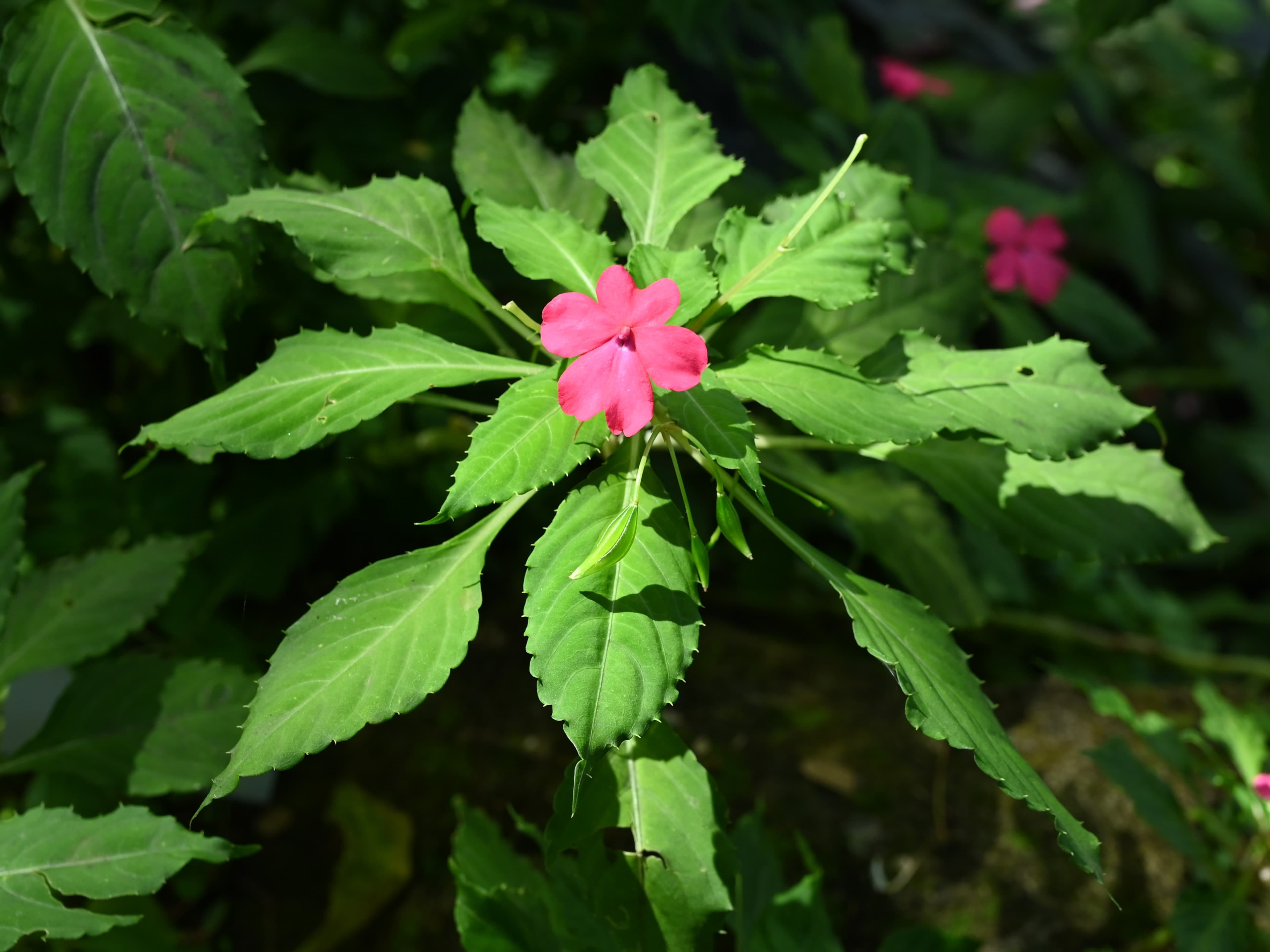 Gallery, Busy Lizzie