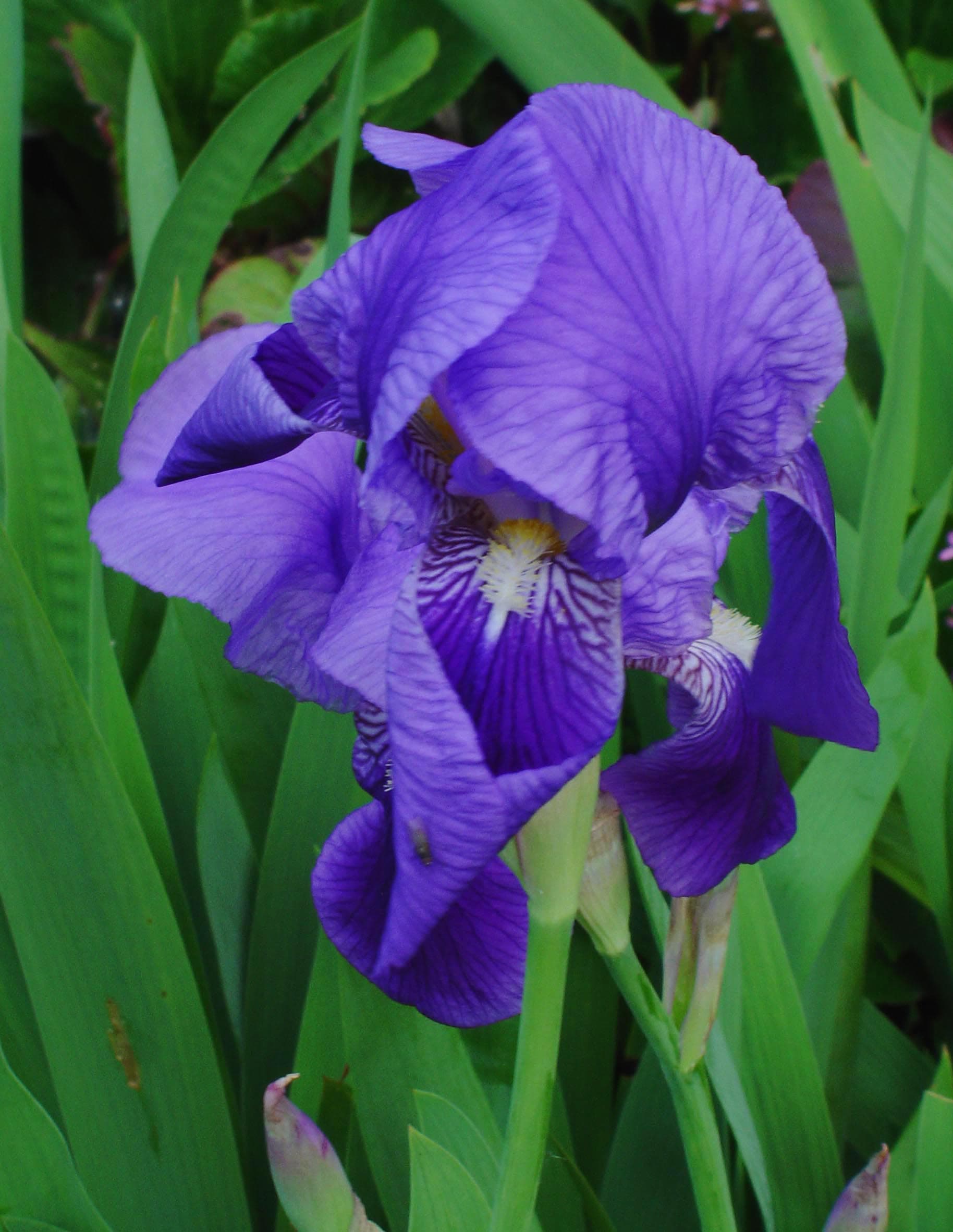 Bloom, German Iris