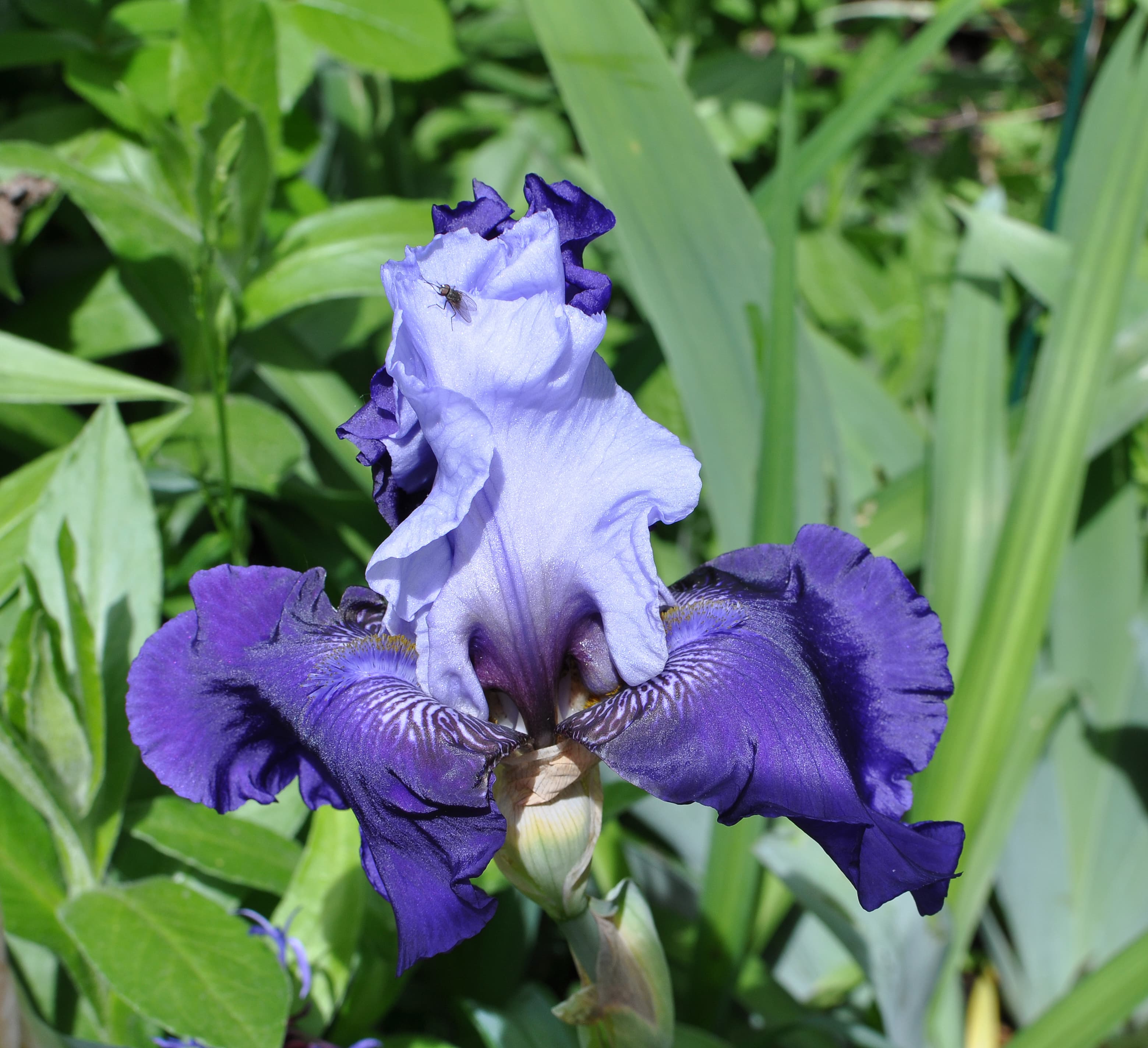 Gallery, German Iris
