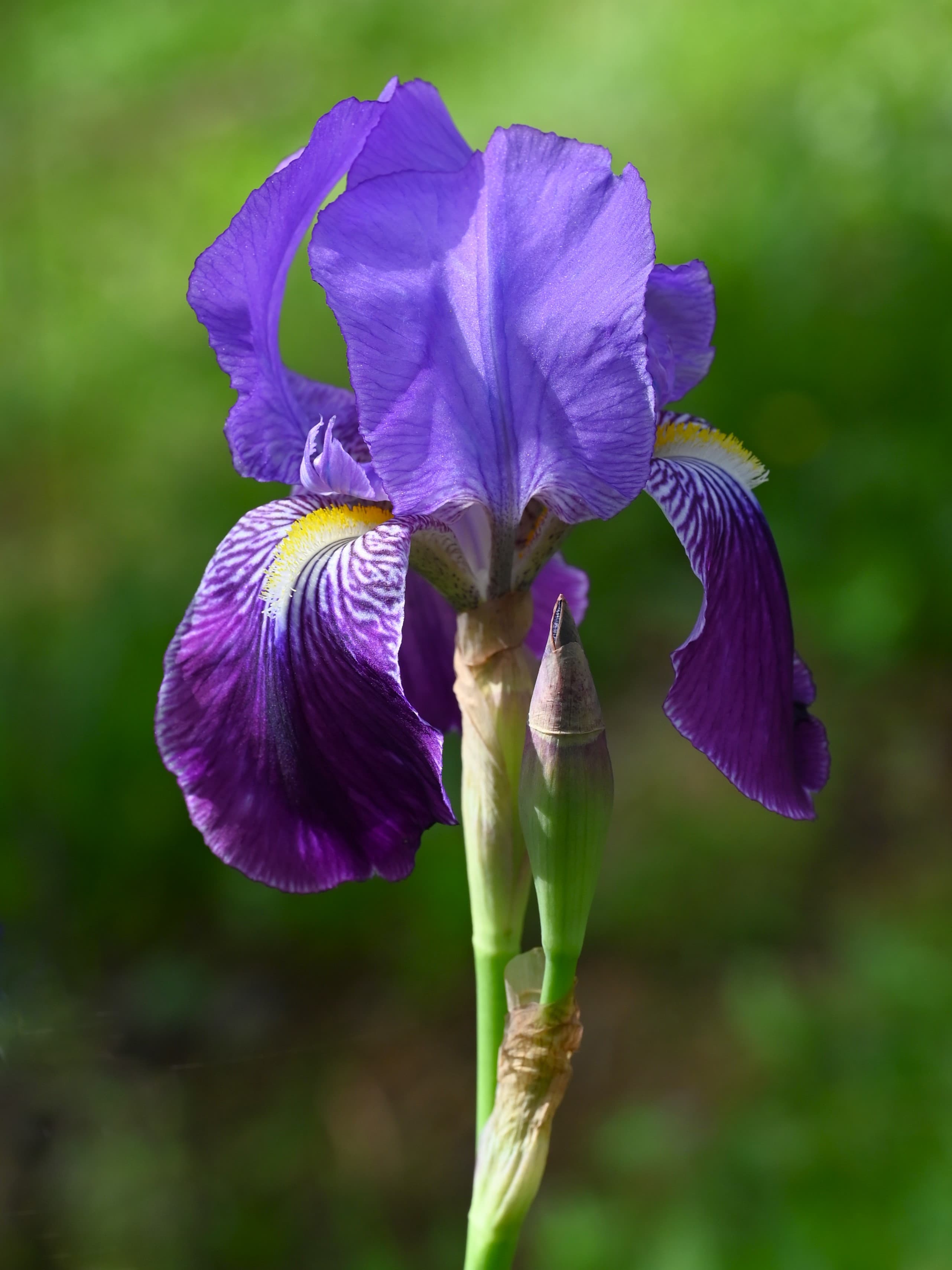 Gallery, German Iris