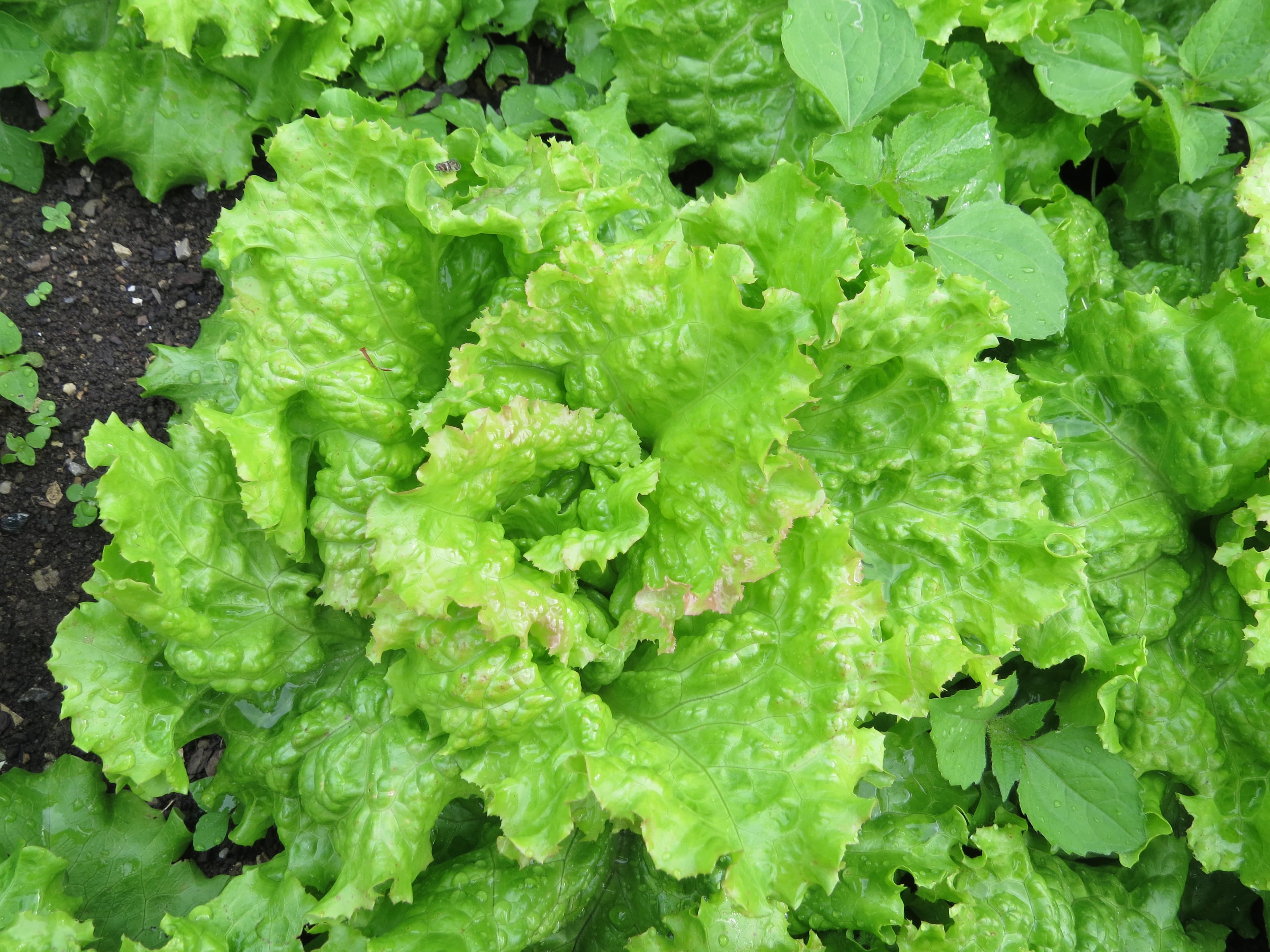 Gallery, Lactuca Saligna