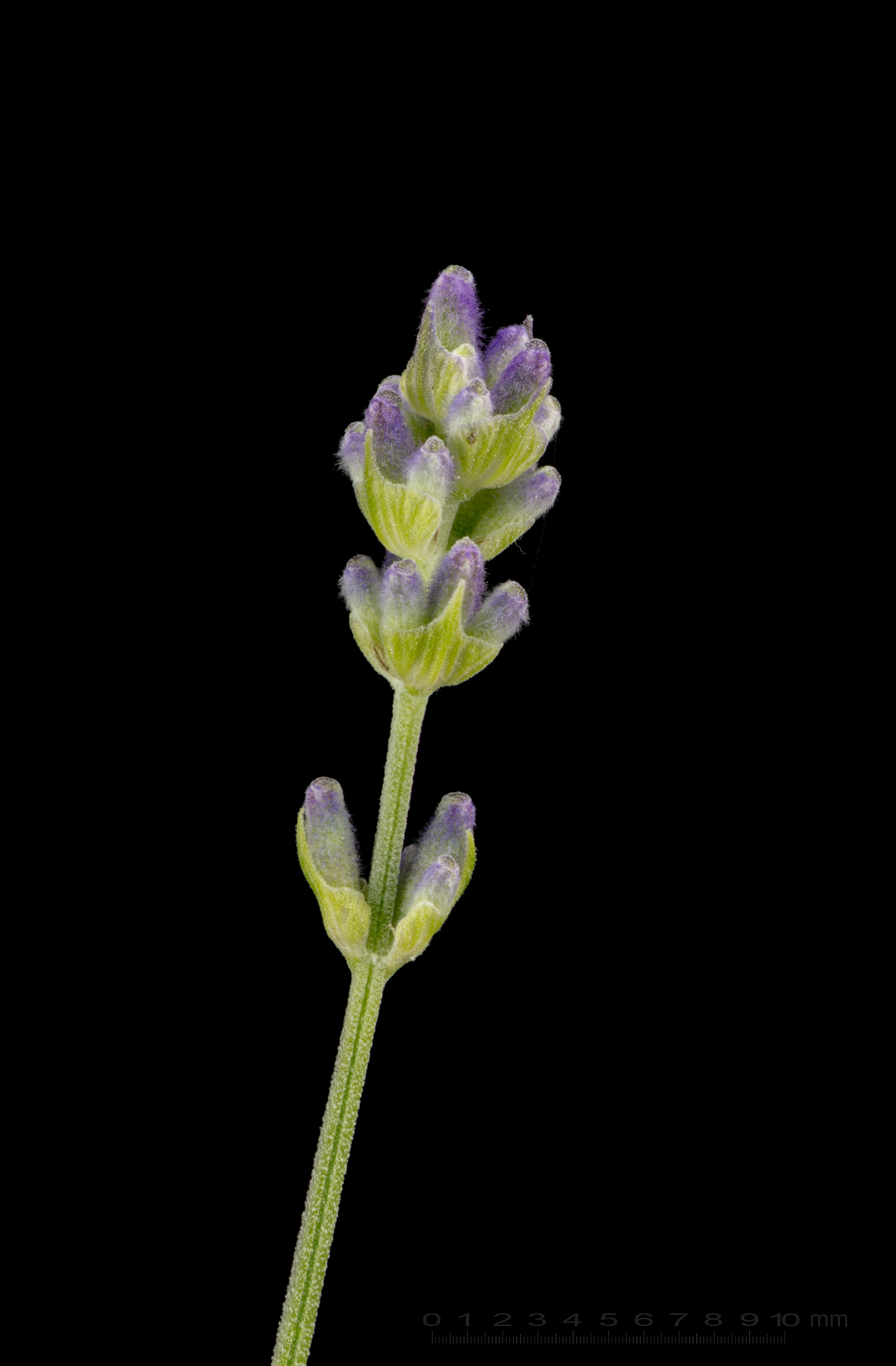 Botanical illustration of English Lavender
