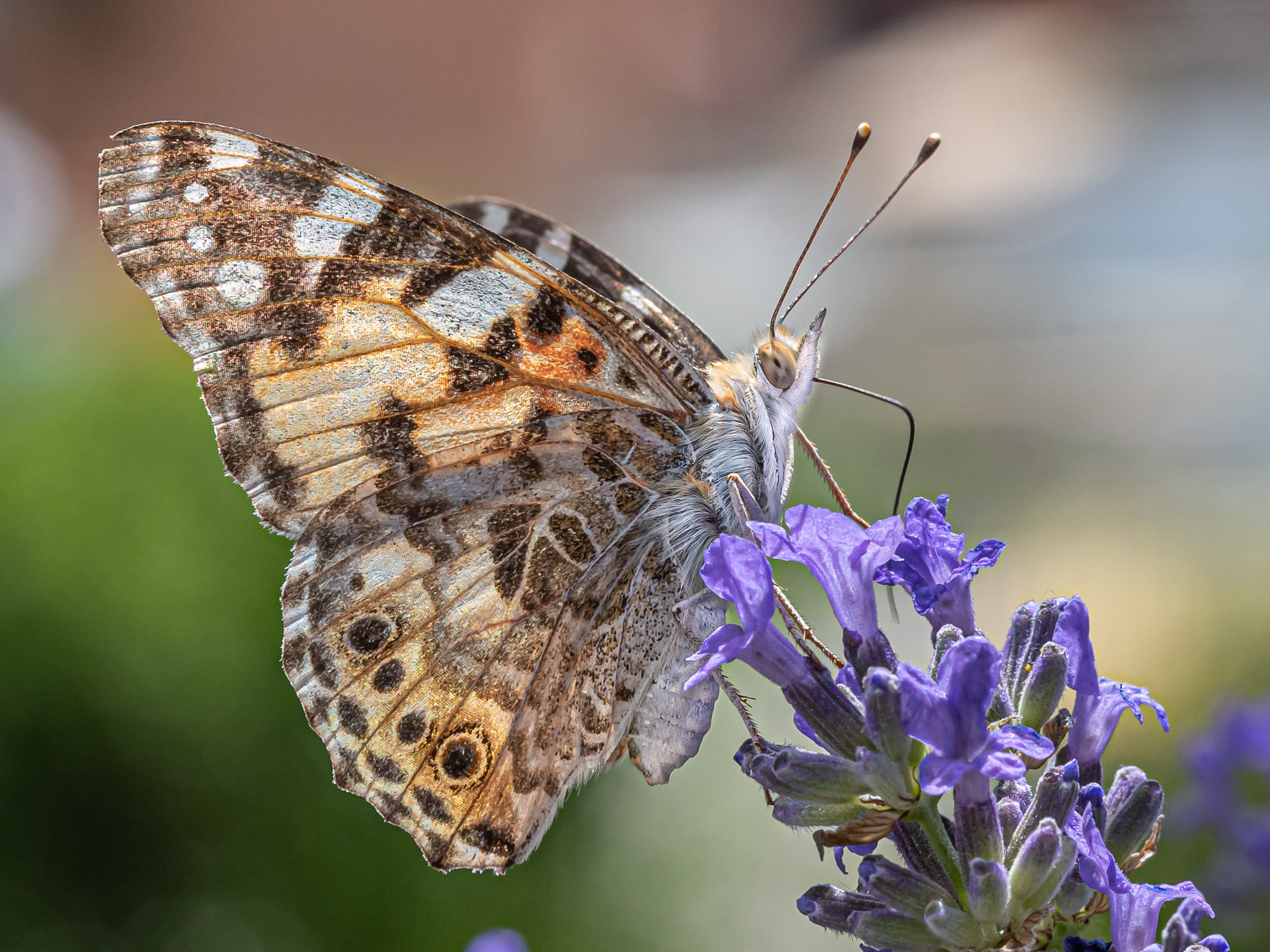 English Lavender