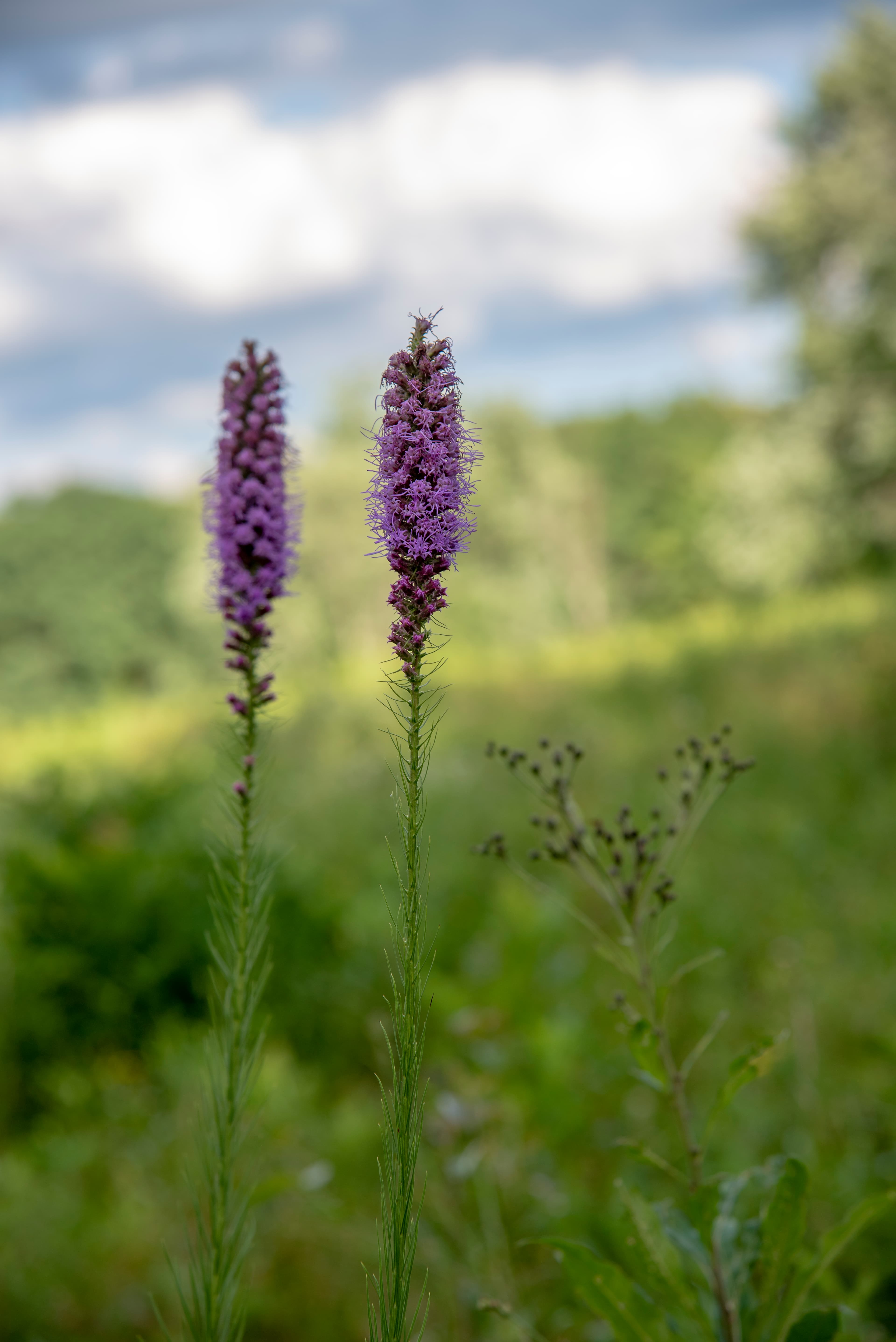 Bloom, Dense Blazing Star