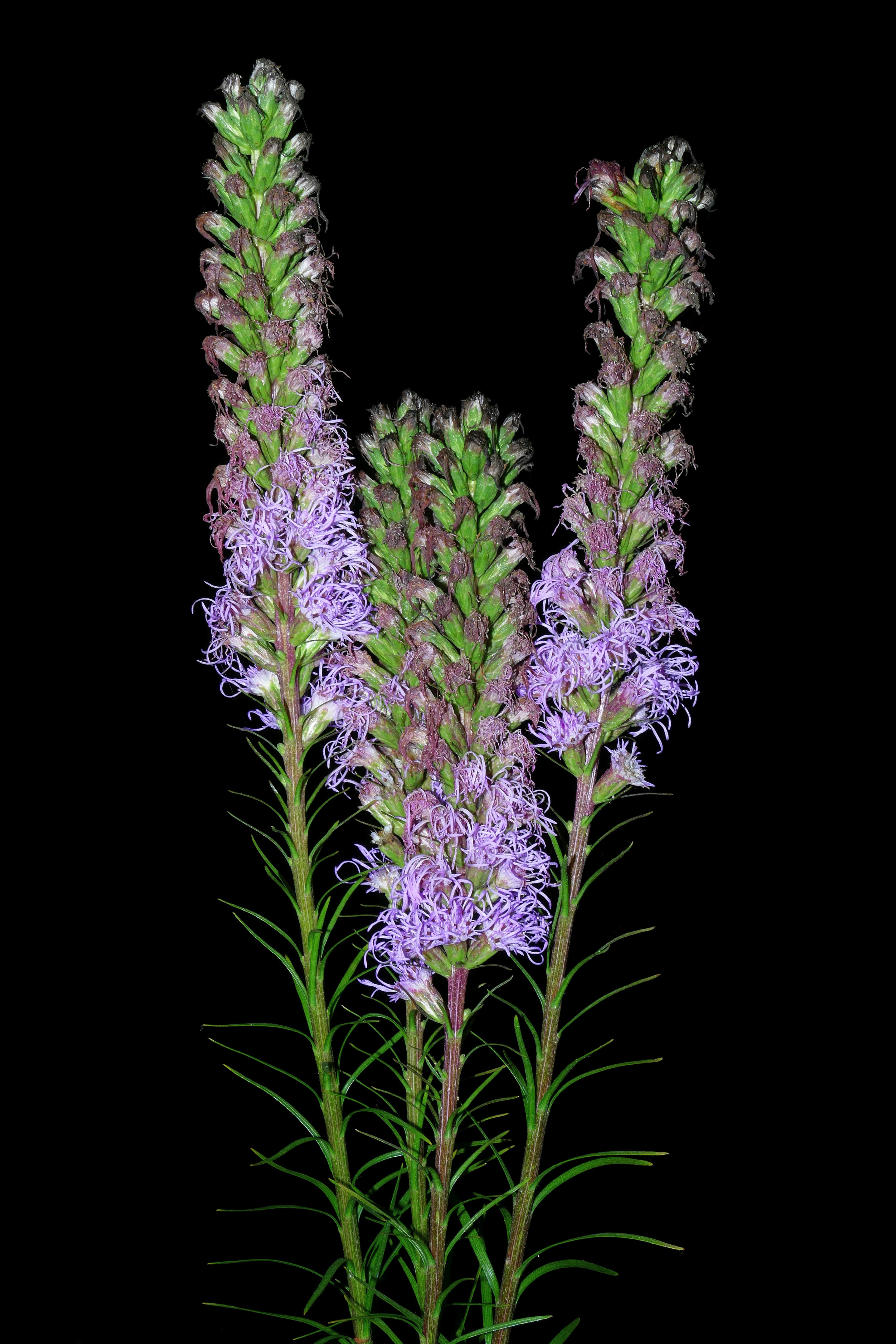 Gallery, Dense Blazing Star