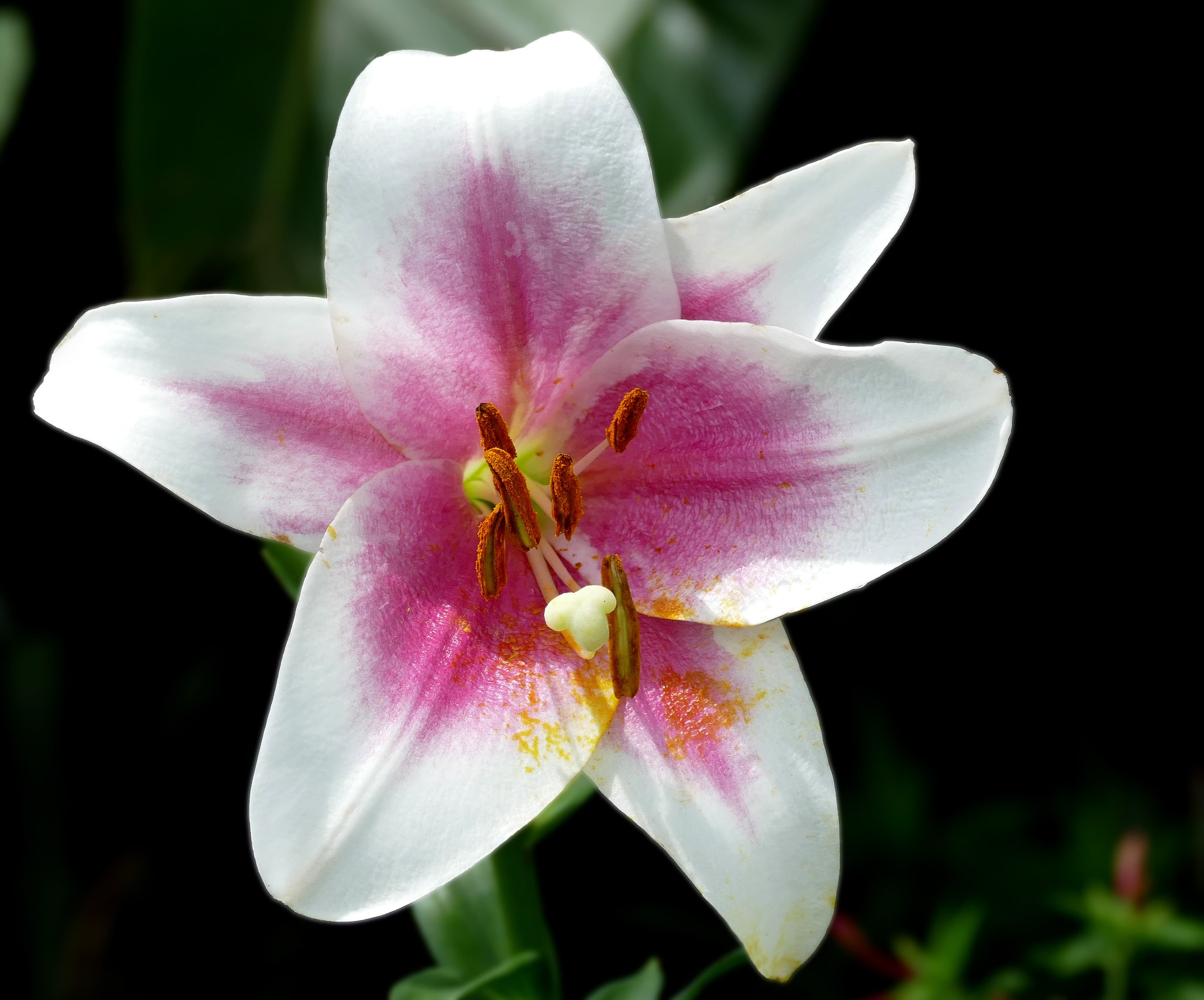 Bloom, Easter Lily