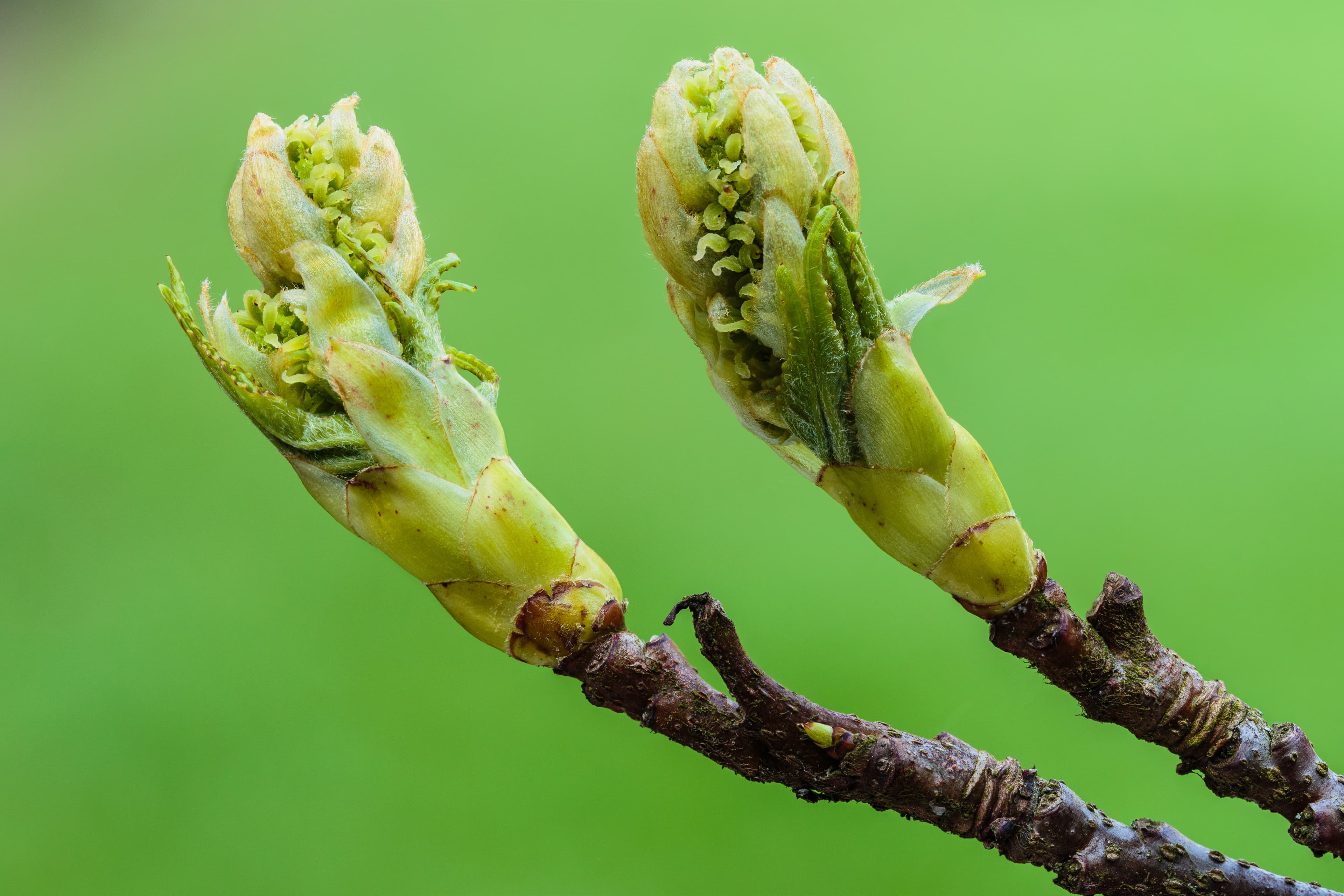 Bloom, Sweetgum