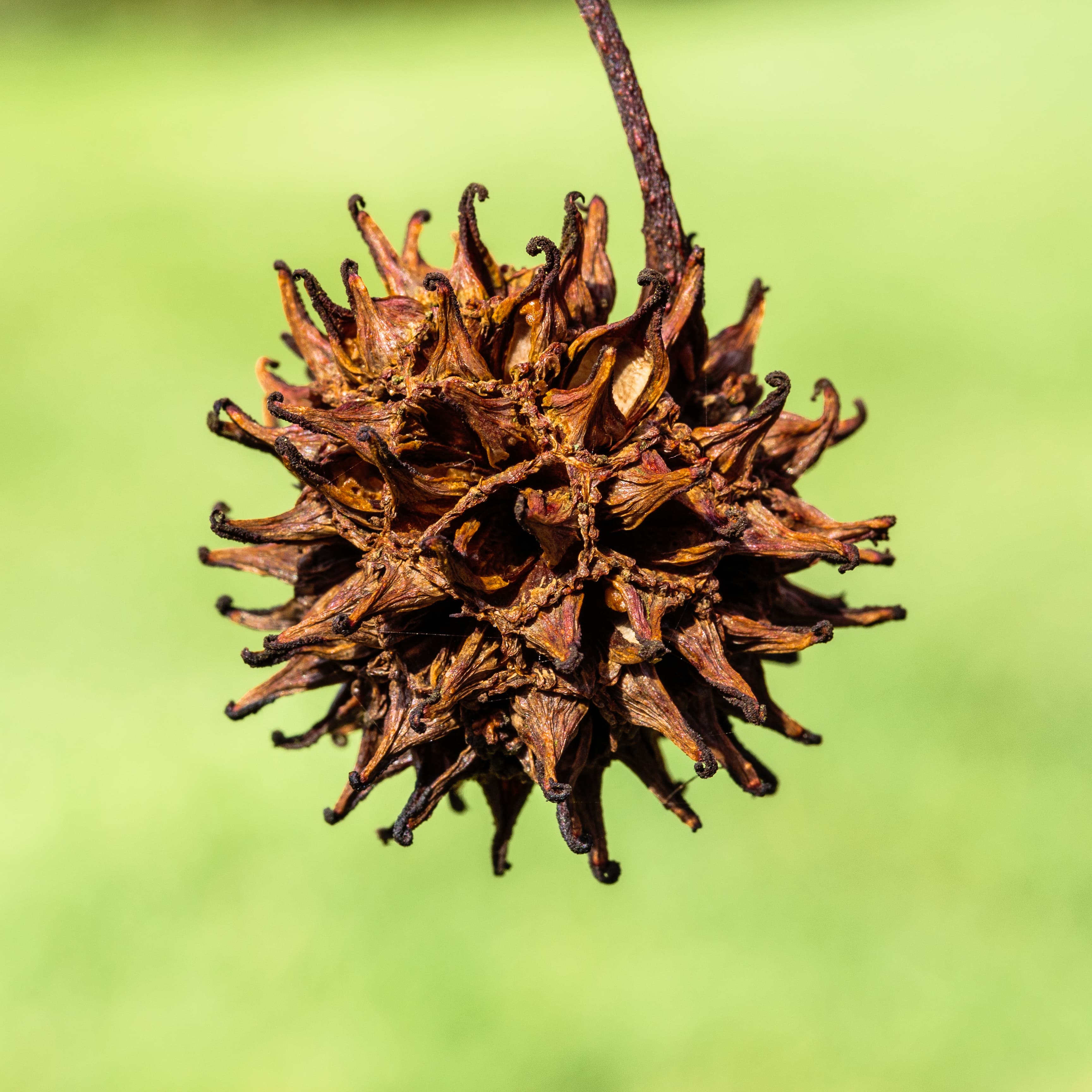 Botanical illustration of Sweetgum