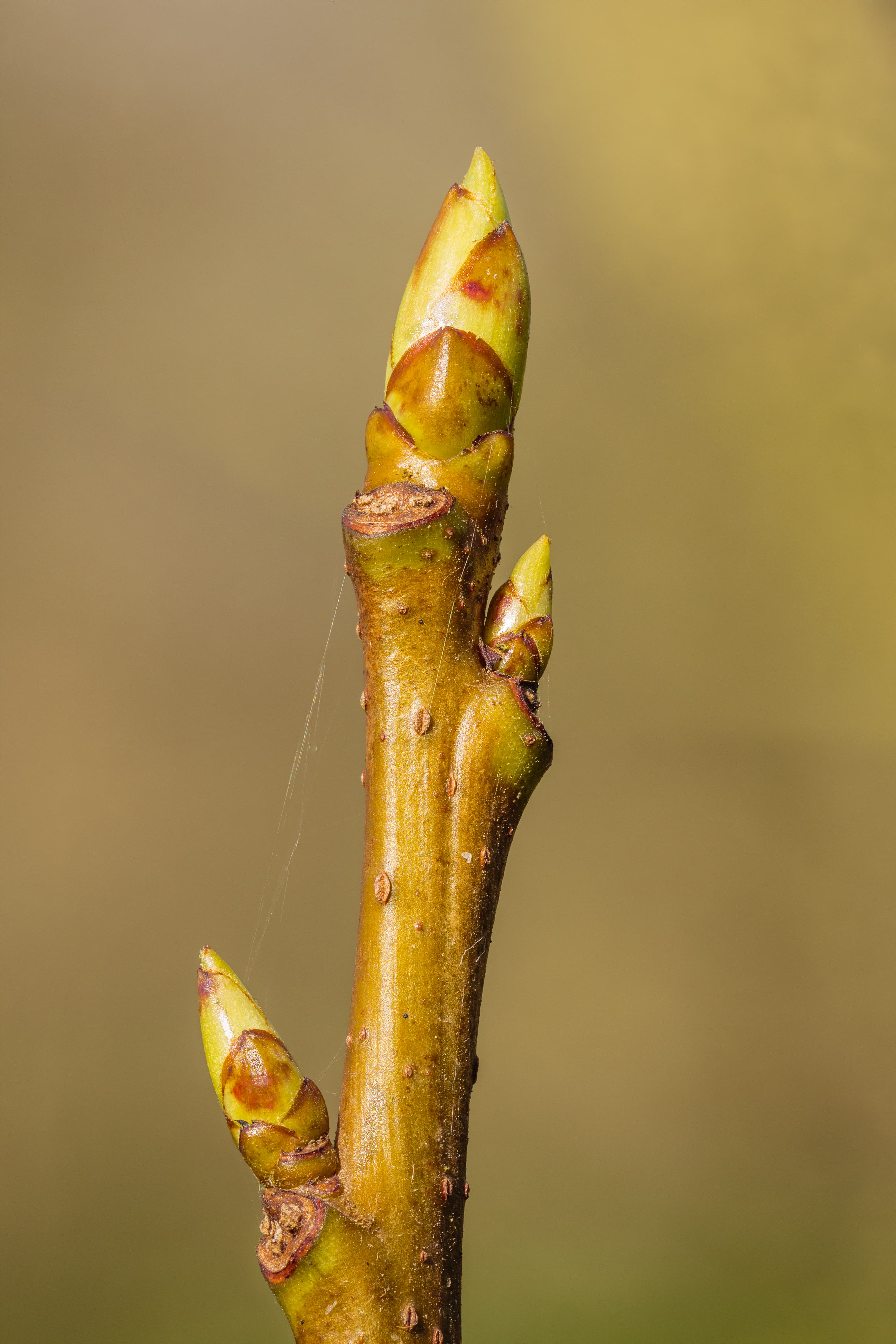 Gallery, Sweetgum