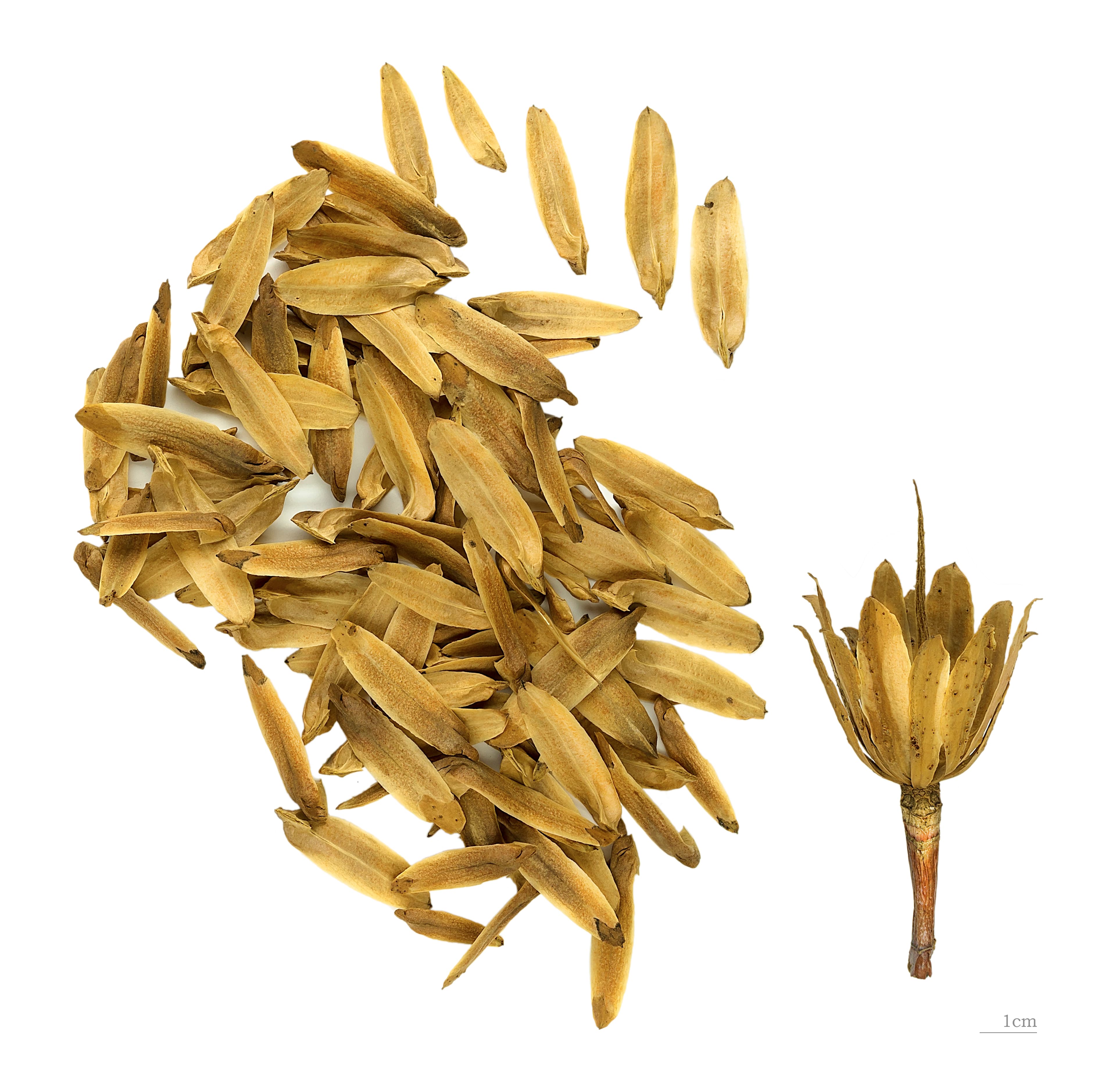 Illustration of Tulip Poplar