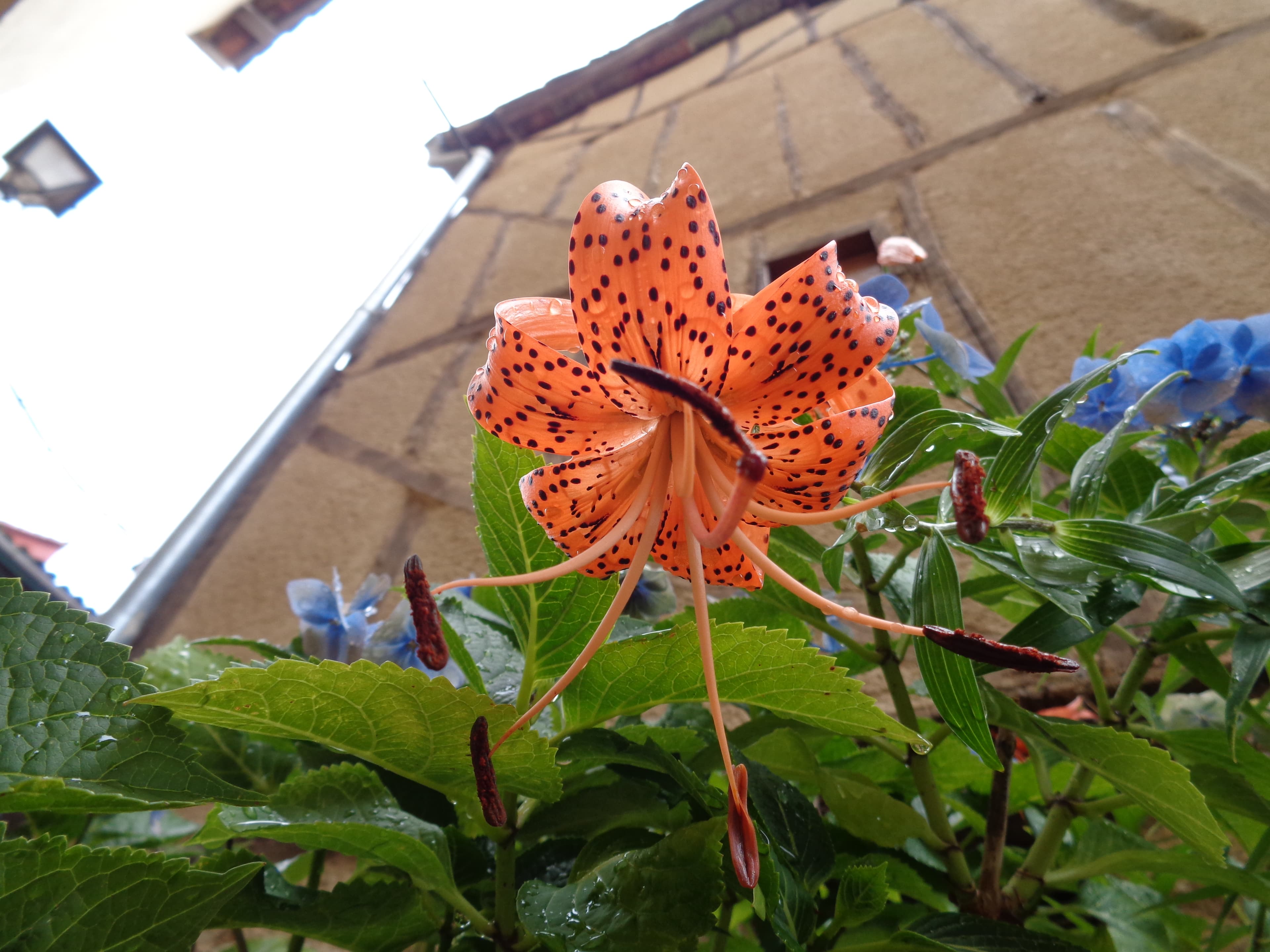 Gallery, Lithospermum Latifolium