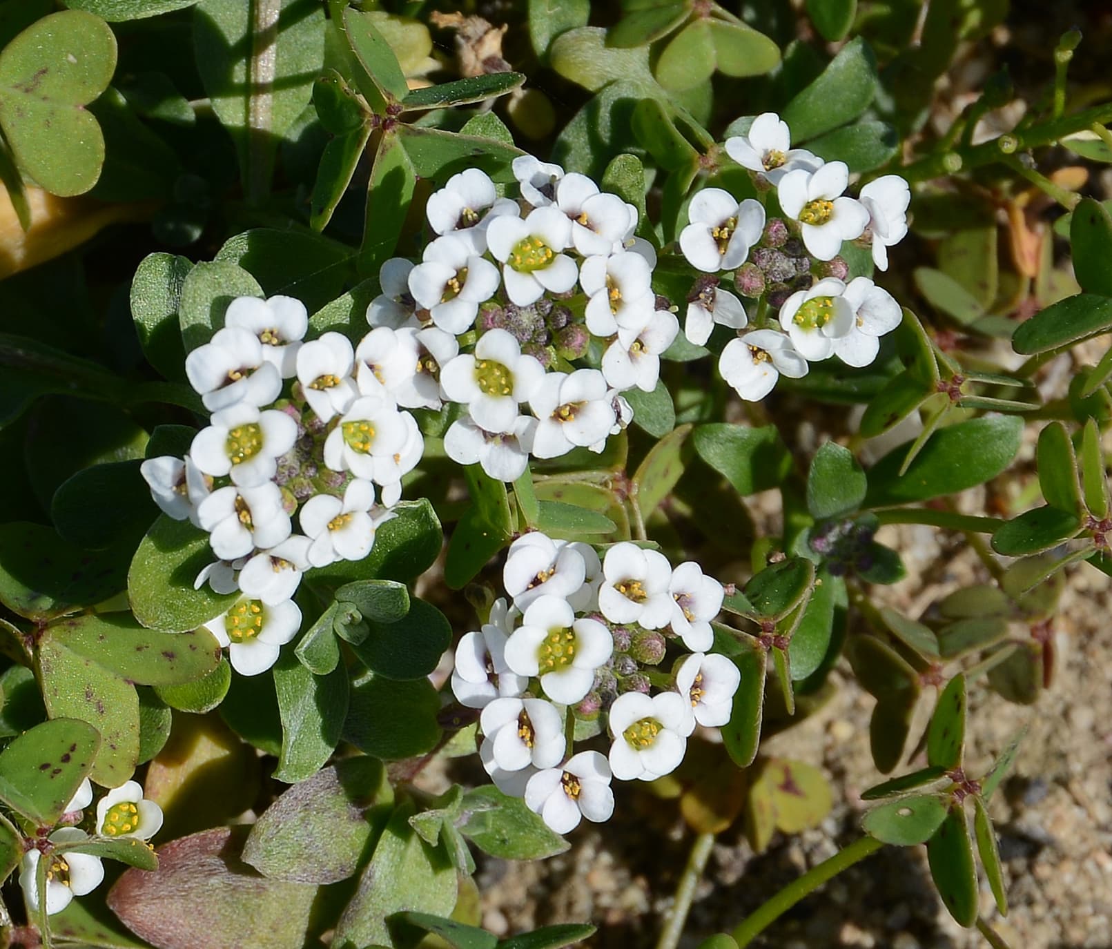Gallery, Sweet Alyssum