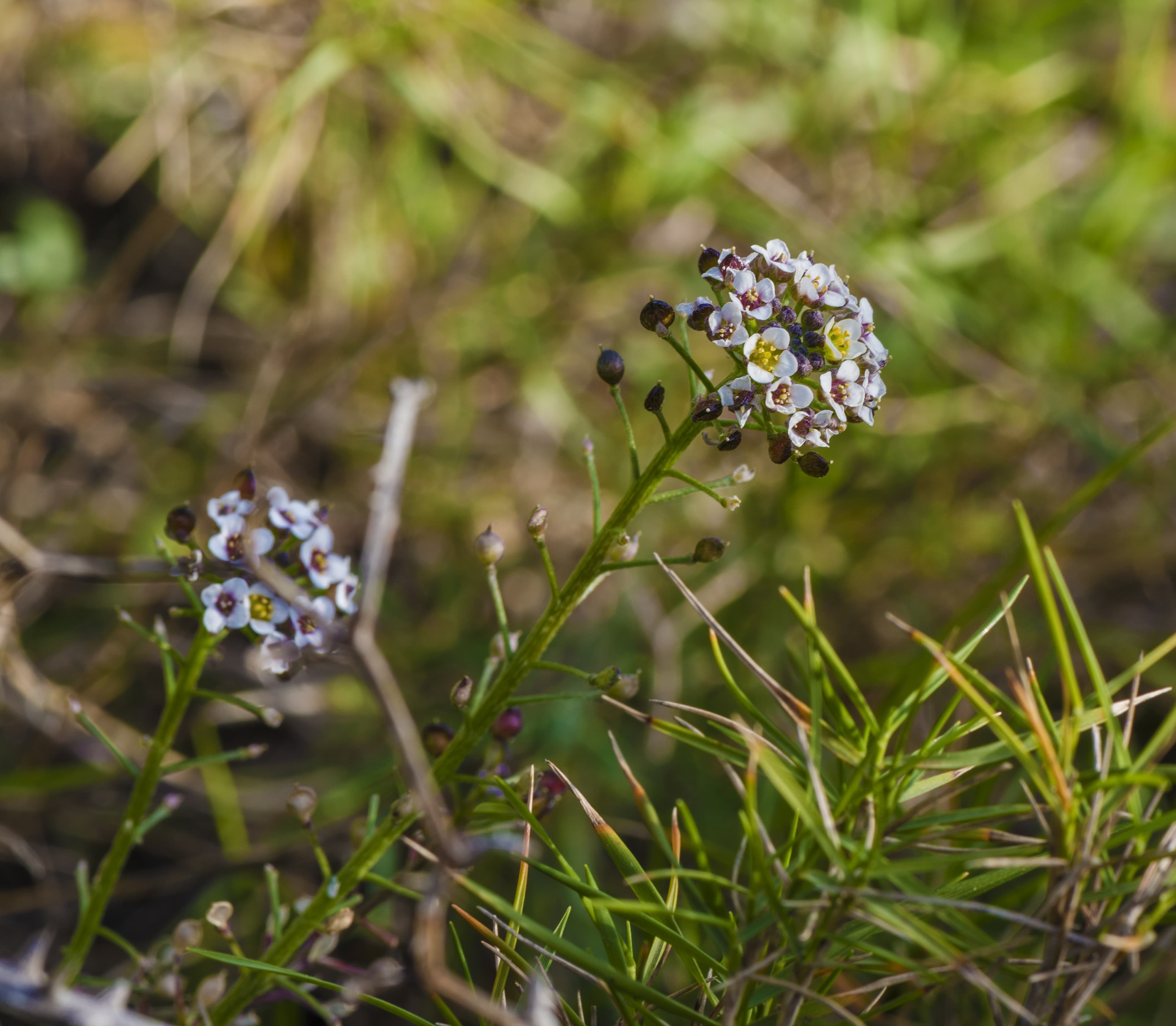 Bloom, Sweet Alyssum