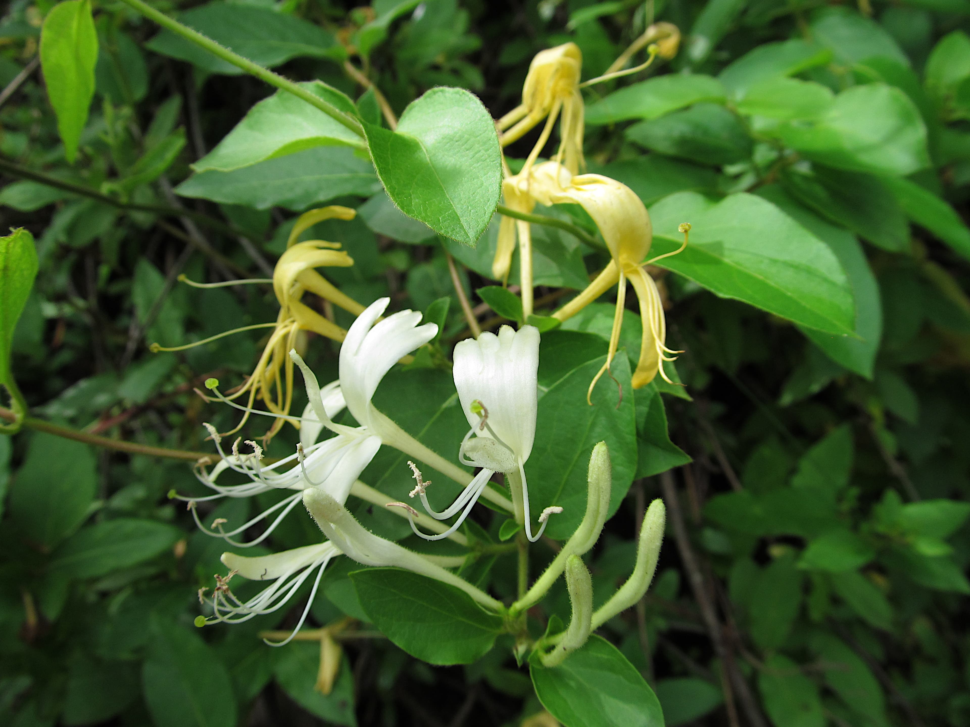 Gallery, Japanese Honeysuckle