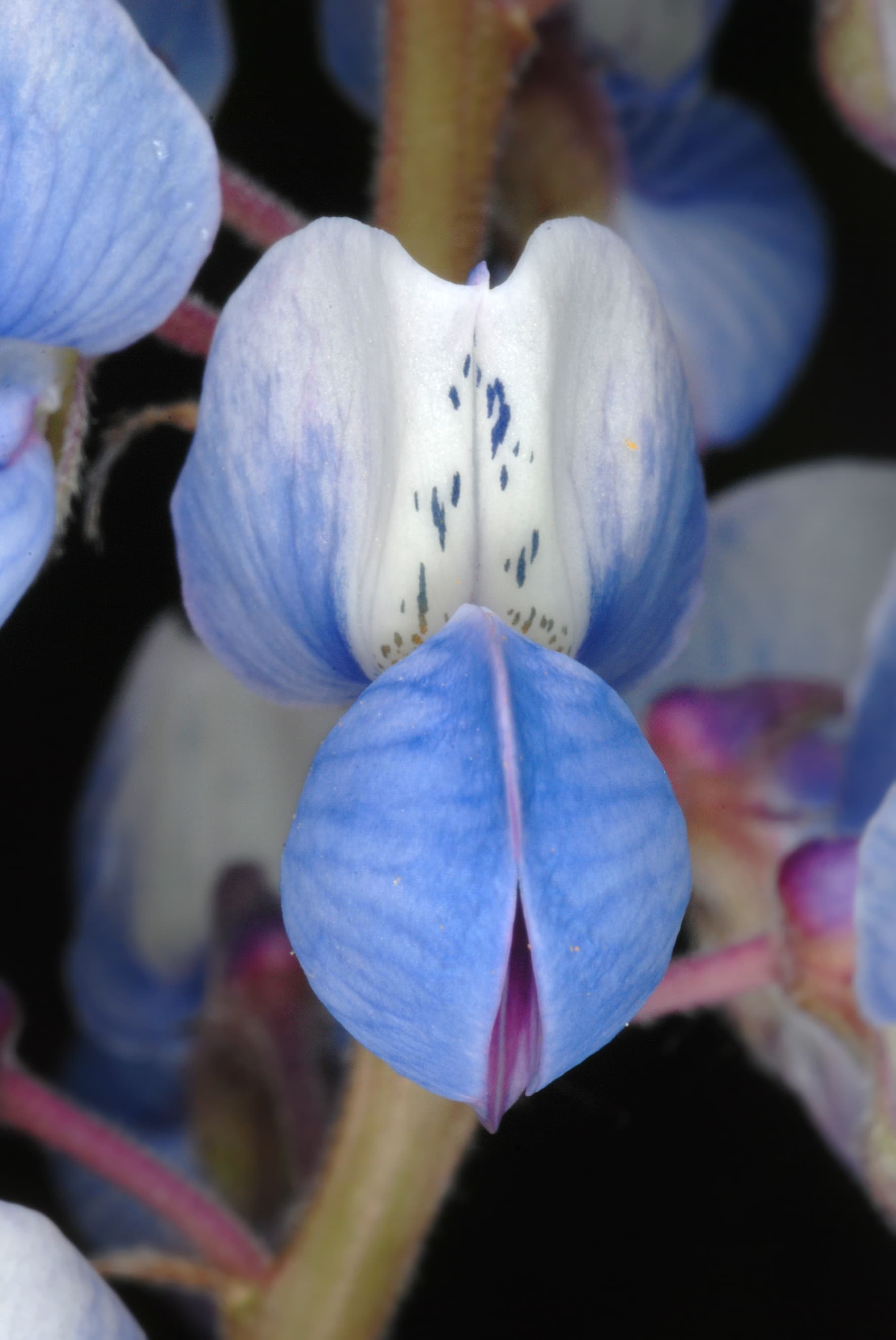 Gallery, Sundial Lupine