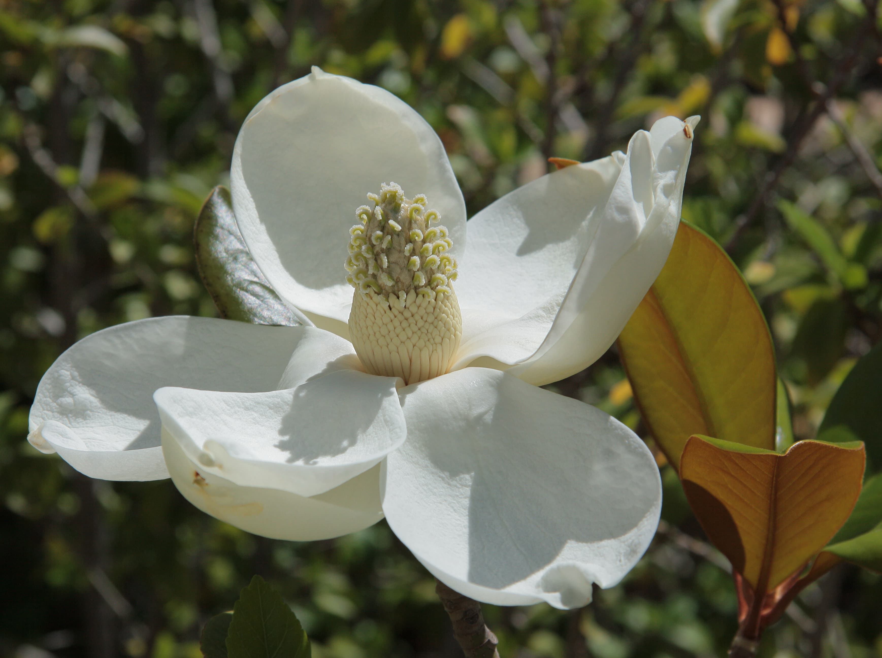 Bloom, Southern Magnolia