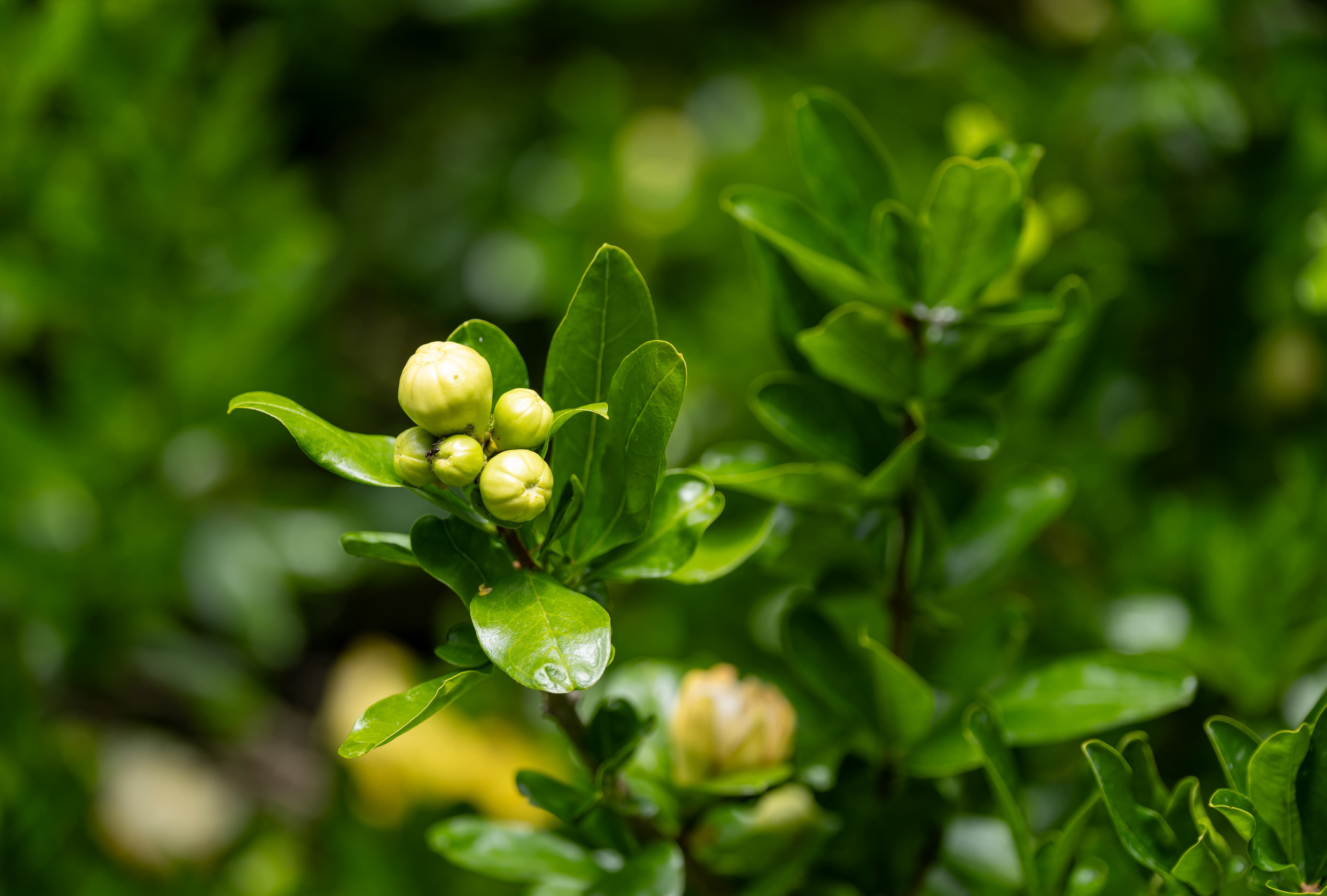 Botanical illustration of Southern Magnolia