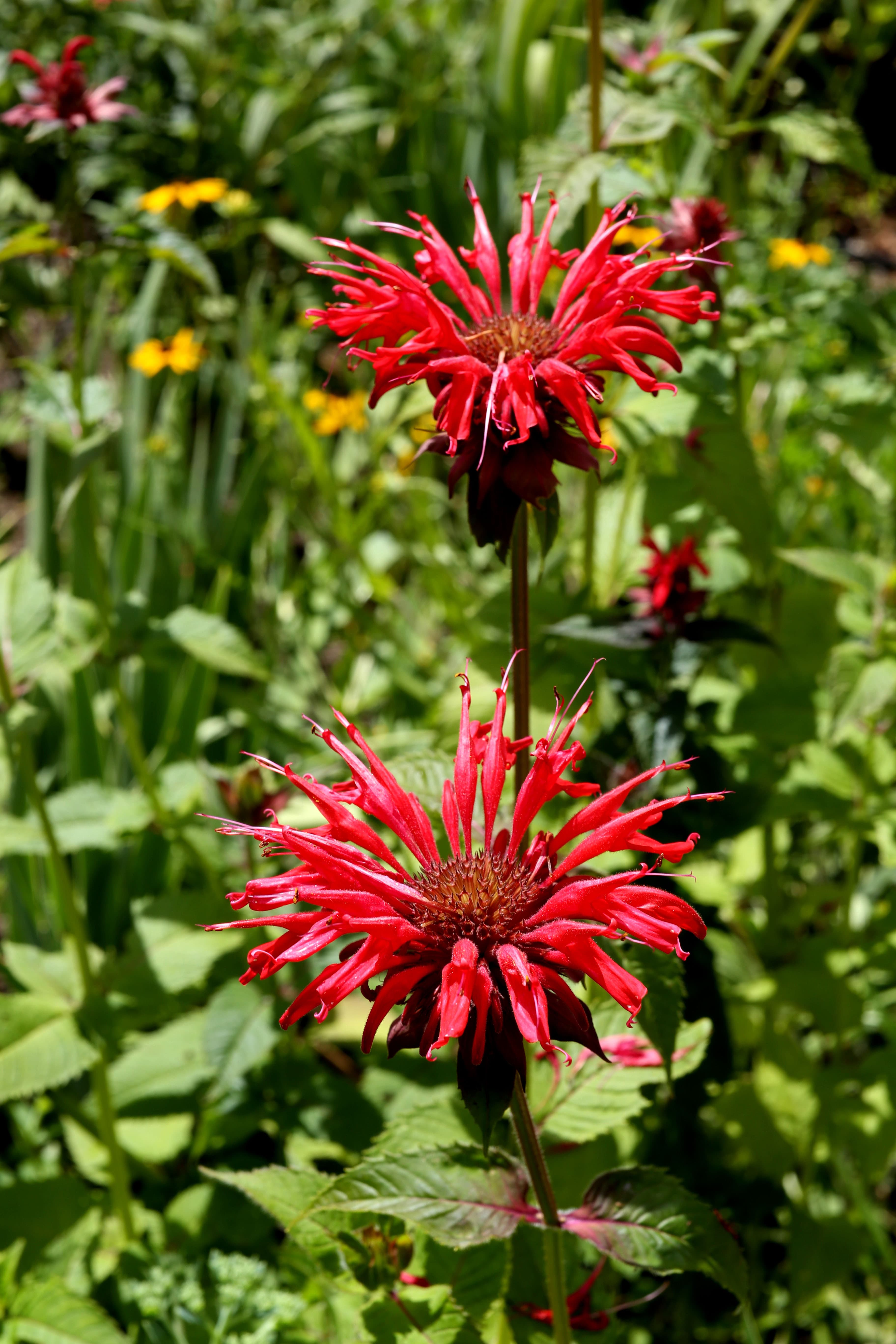Botanical illustration of Scarlet Beebalm