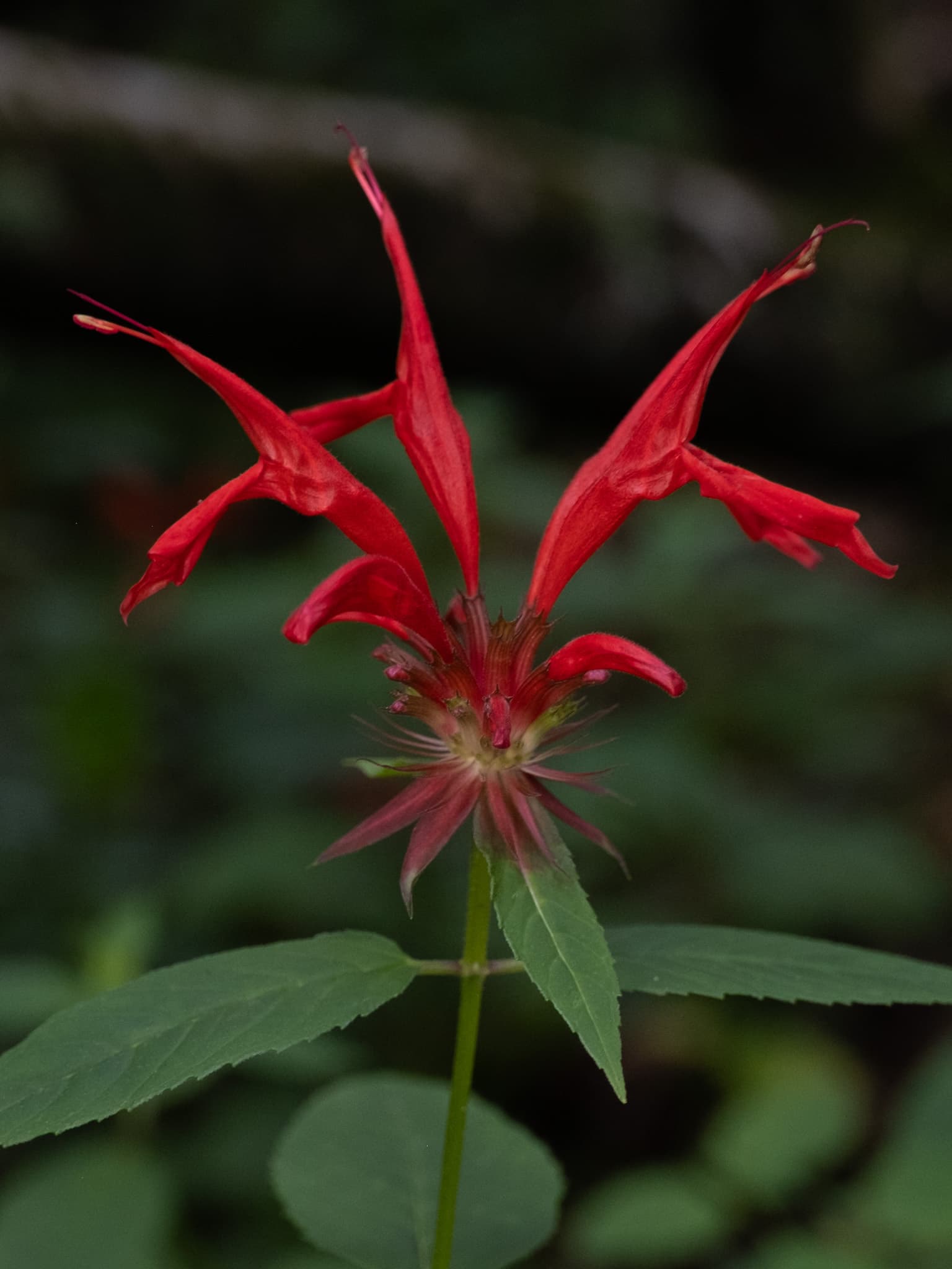 Bloom, Scarlet Beebalm