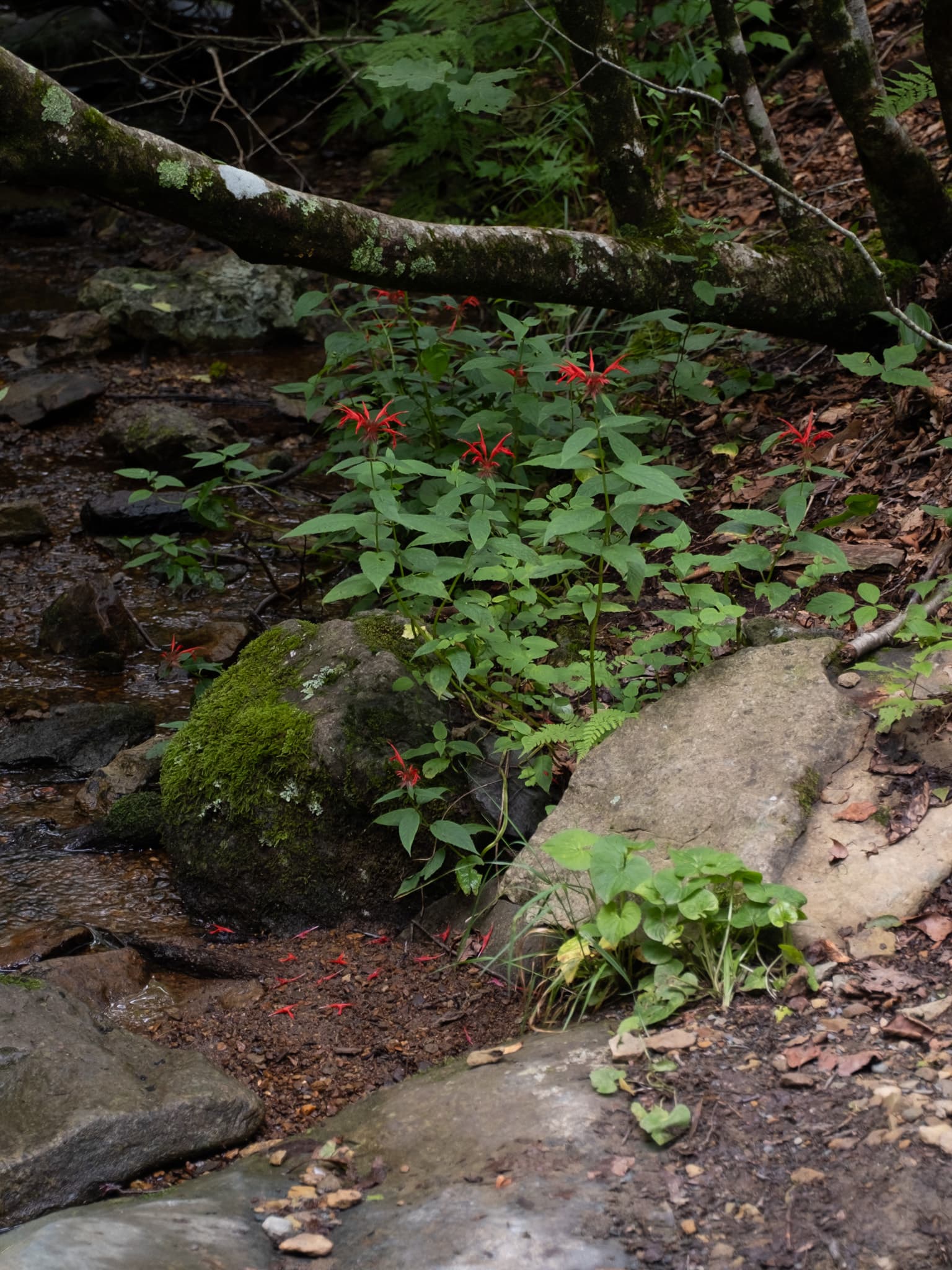 Gallery, Scarlet Beebalm