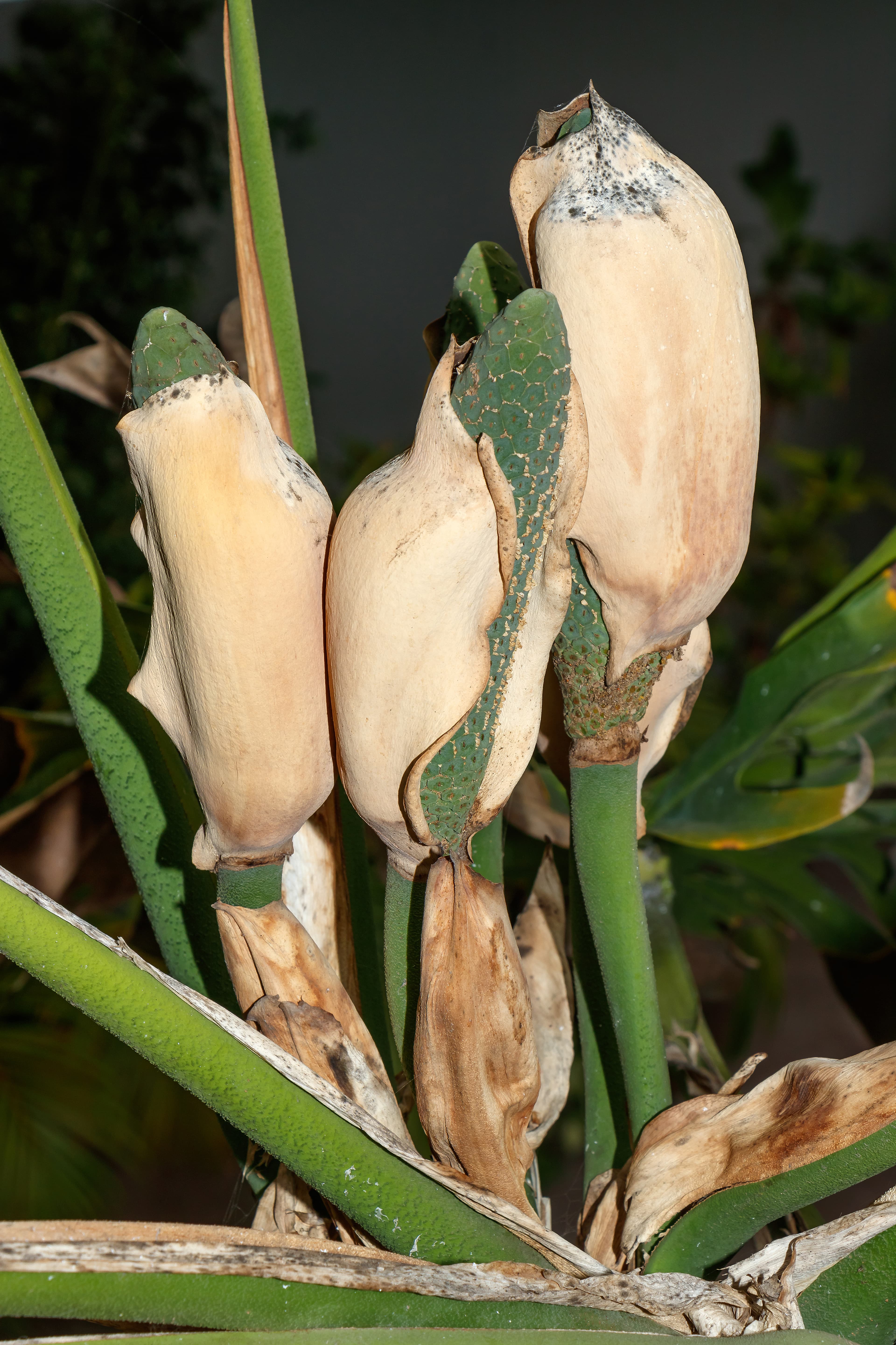 Bloom, Mexican Breadfruit