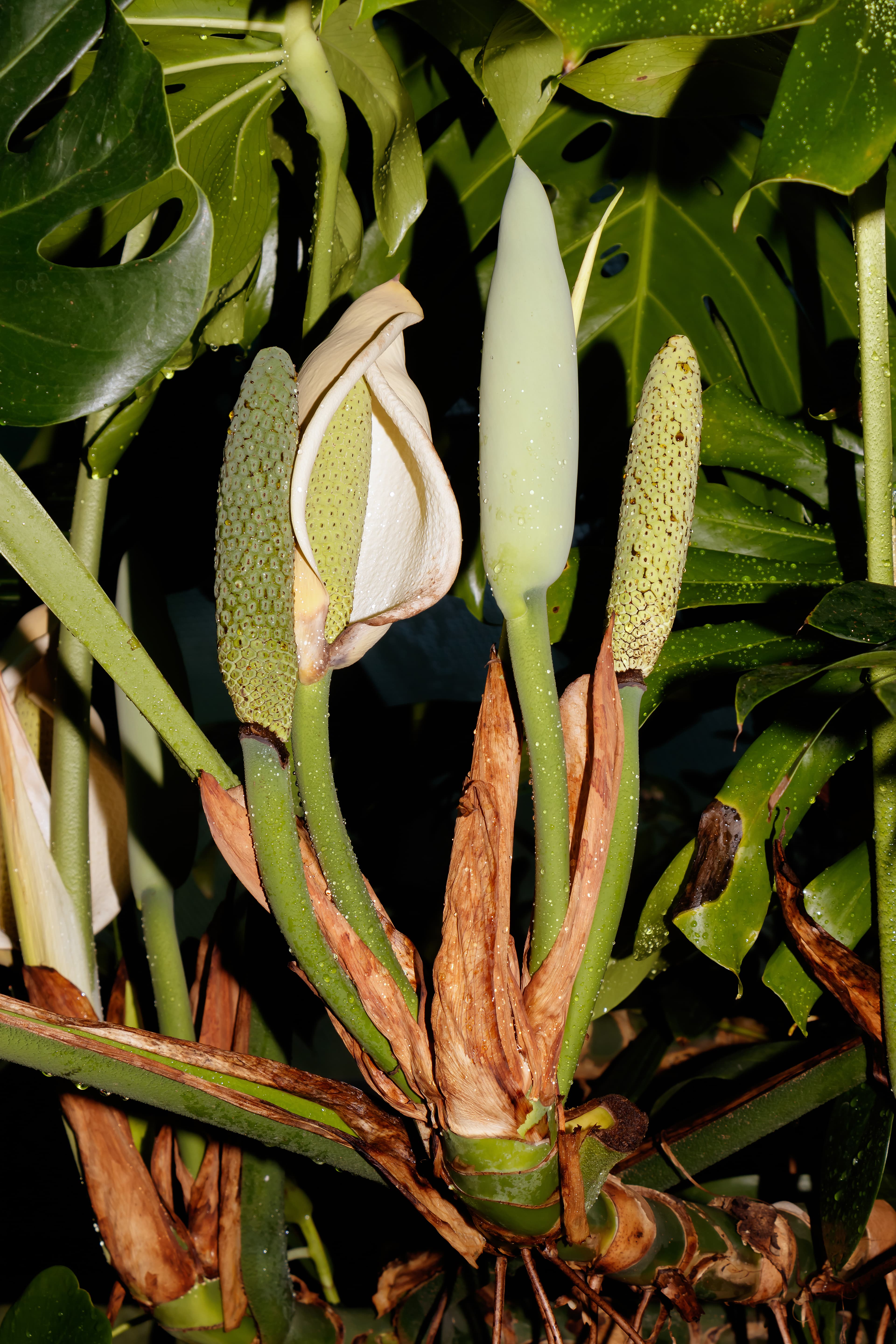 Botanical illustration of Mexican Breadfruit