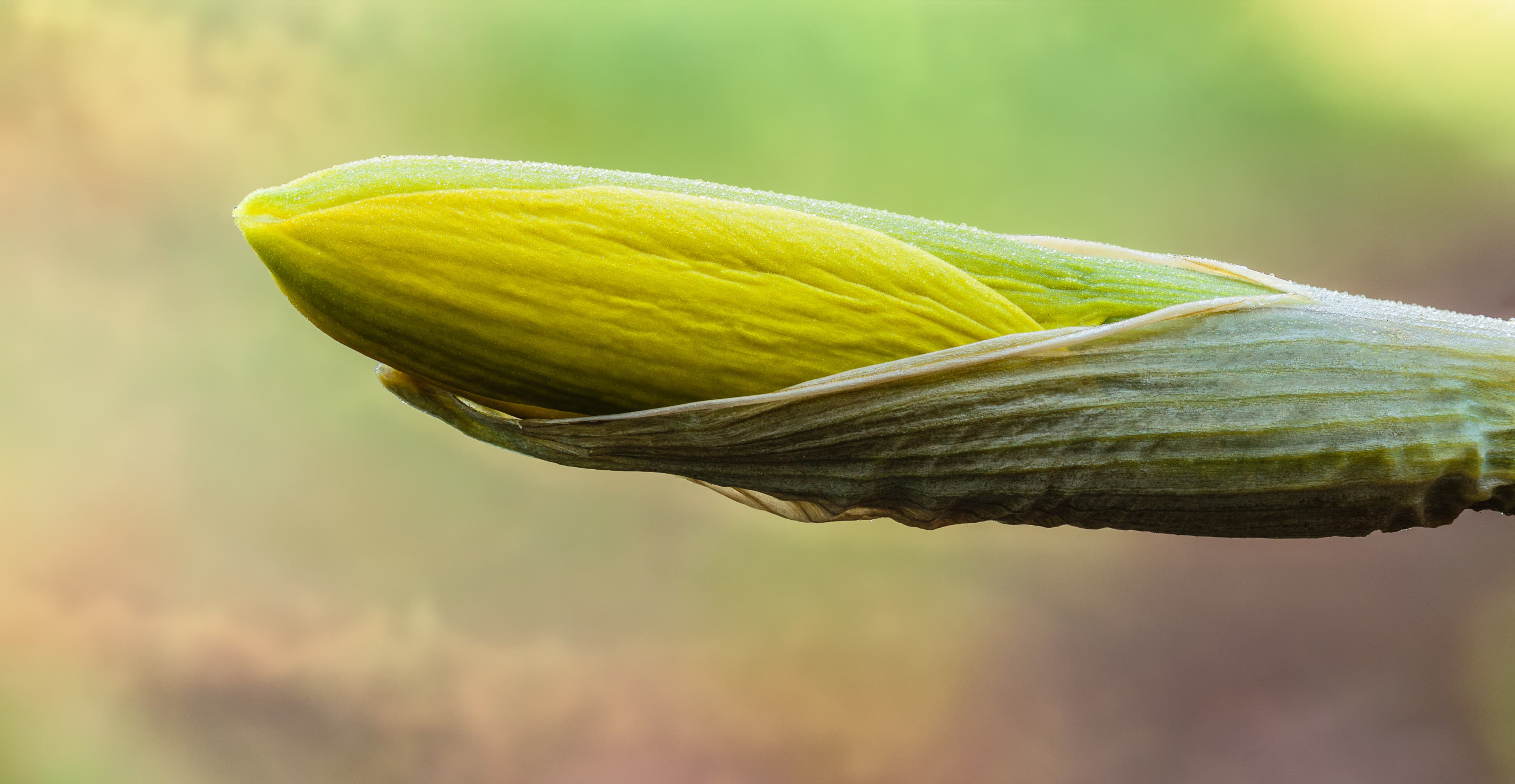 Botanical illustration of Daffodil