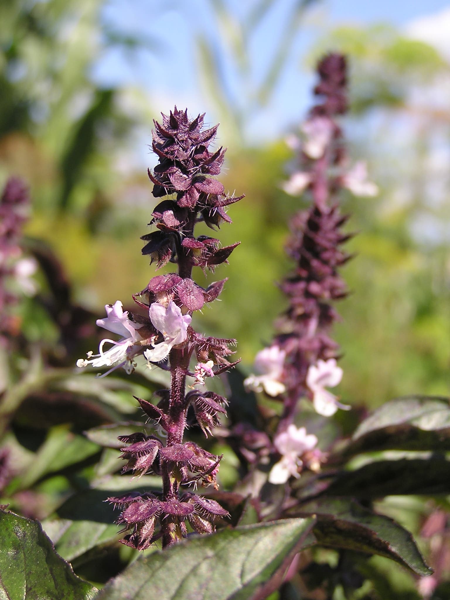 Gallery, Sweet Basil